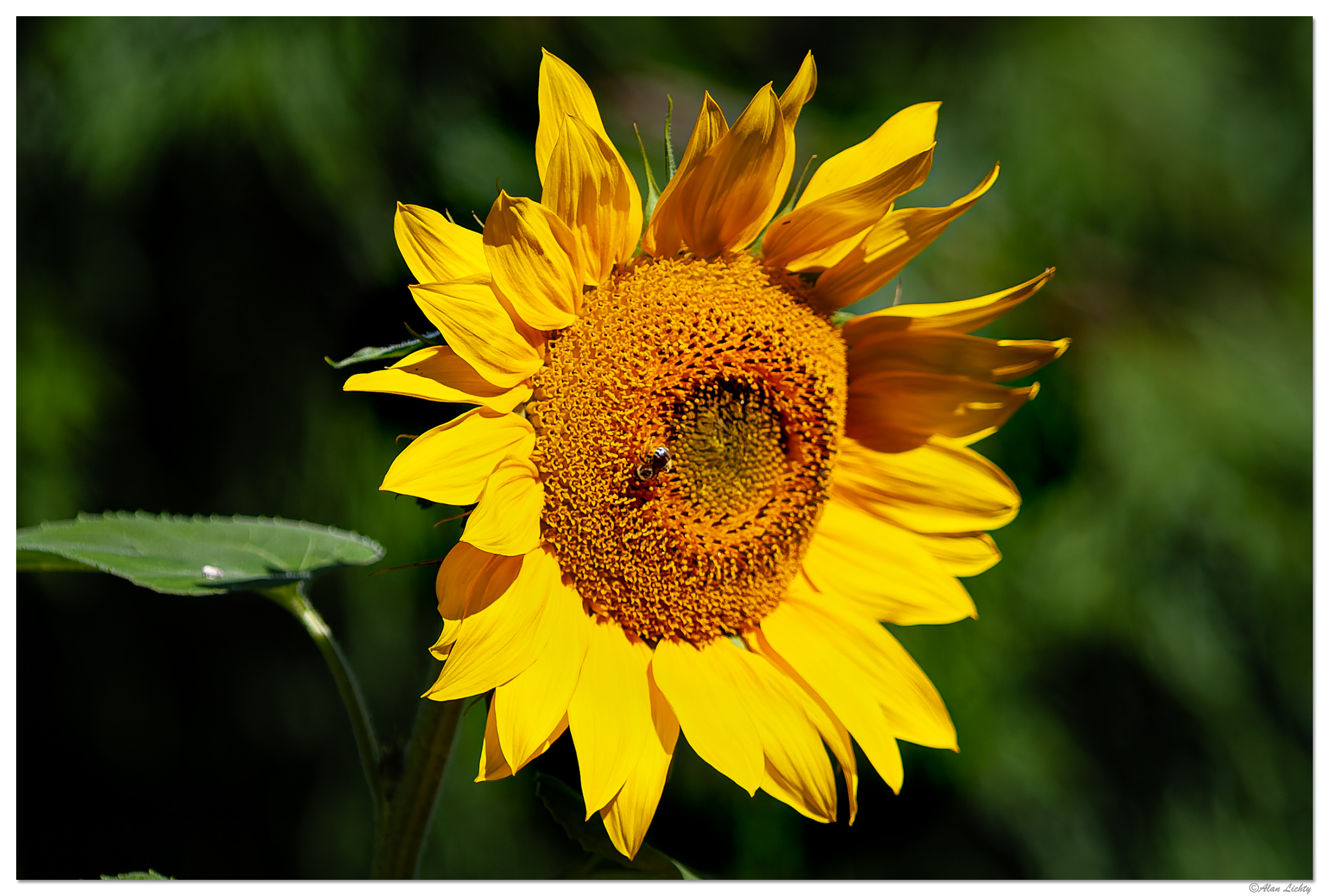 C20D_SunBee090907.jpg