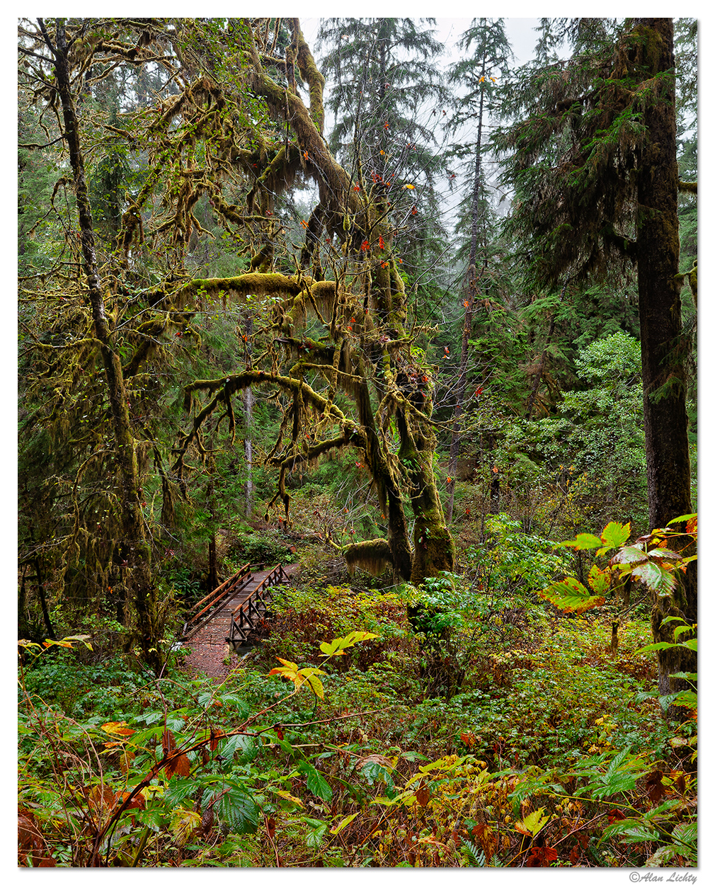 C5D2_QuinaultForest102609.jpg