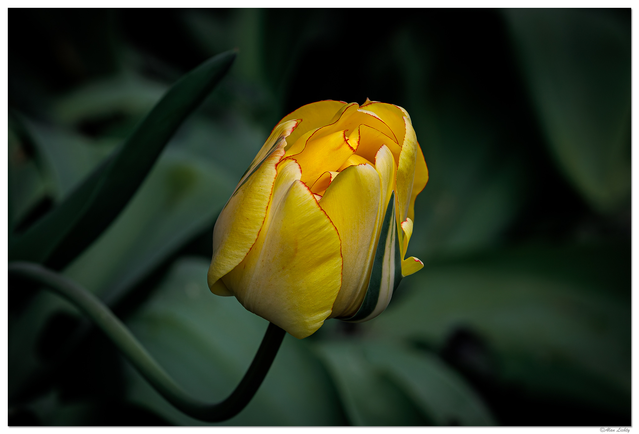 C5D4_AkebonoTulip040824.jpg