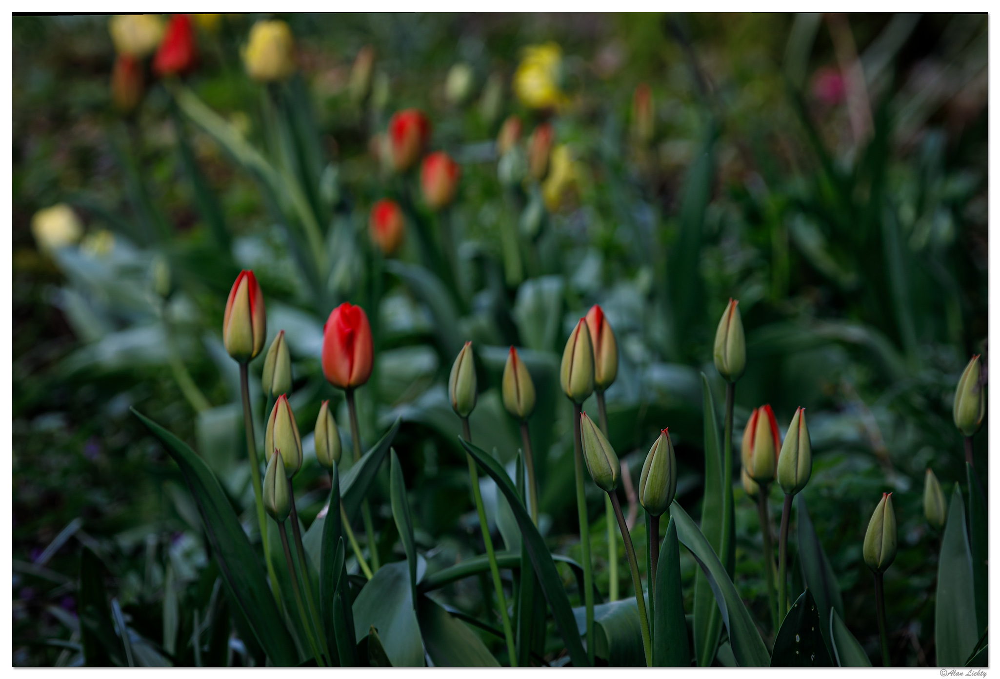 C5D4_AlmostTulips033124.jpg