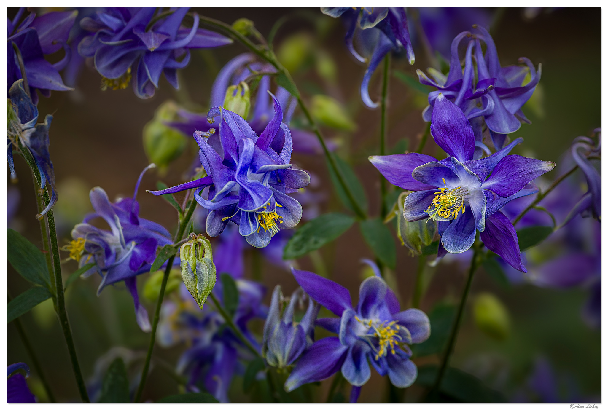 C5D4_AlpinaColumbine051224.jpg
