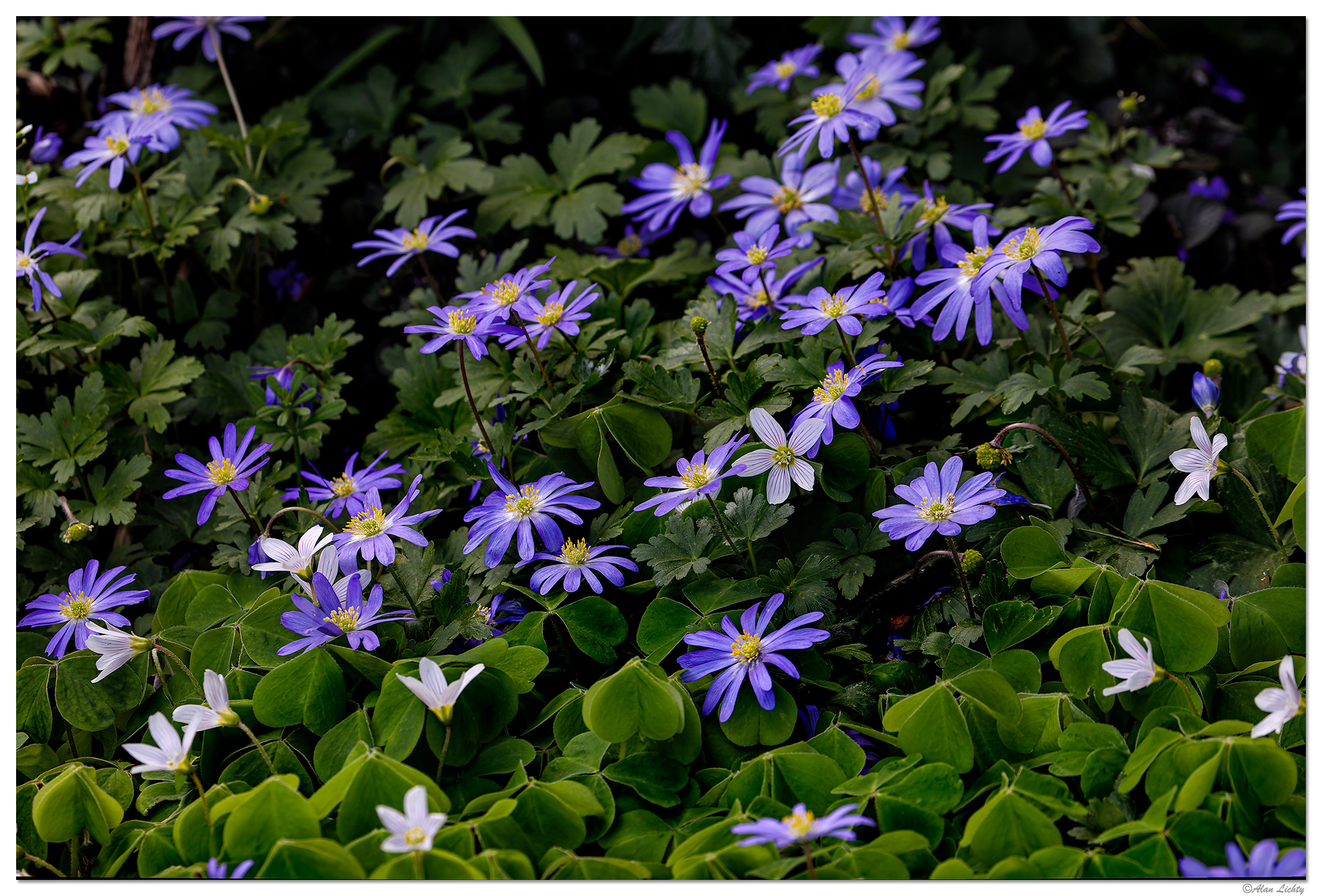 C5D4_AnenomeOxalis032924.jpg