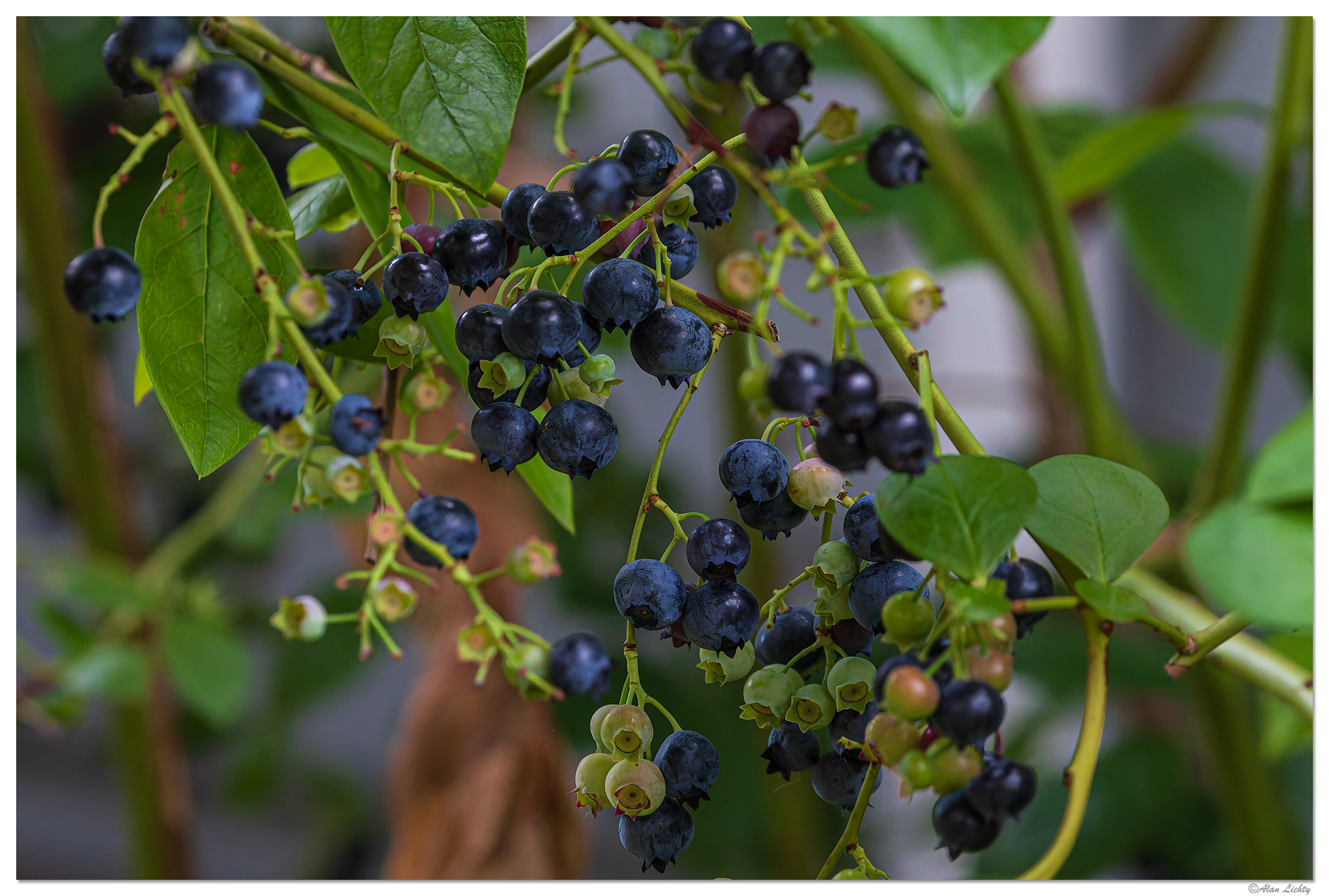 C5D4_BBerries081924.jpg