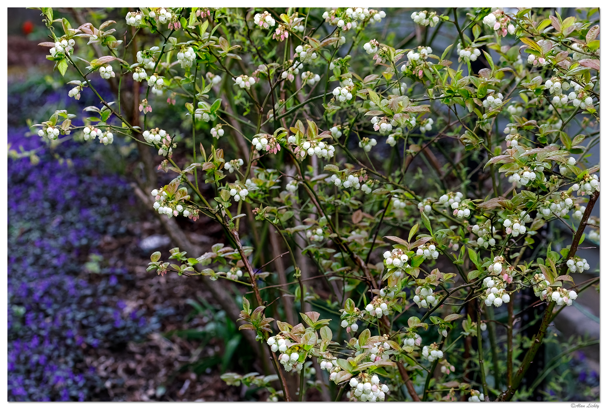 C5D4_BBerryBlooms041124.jpg