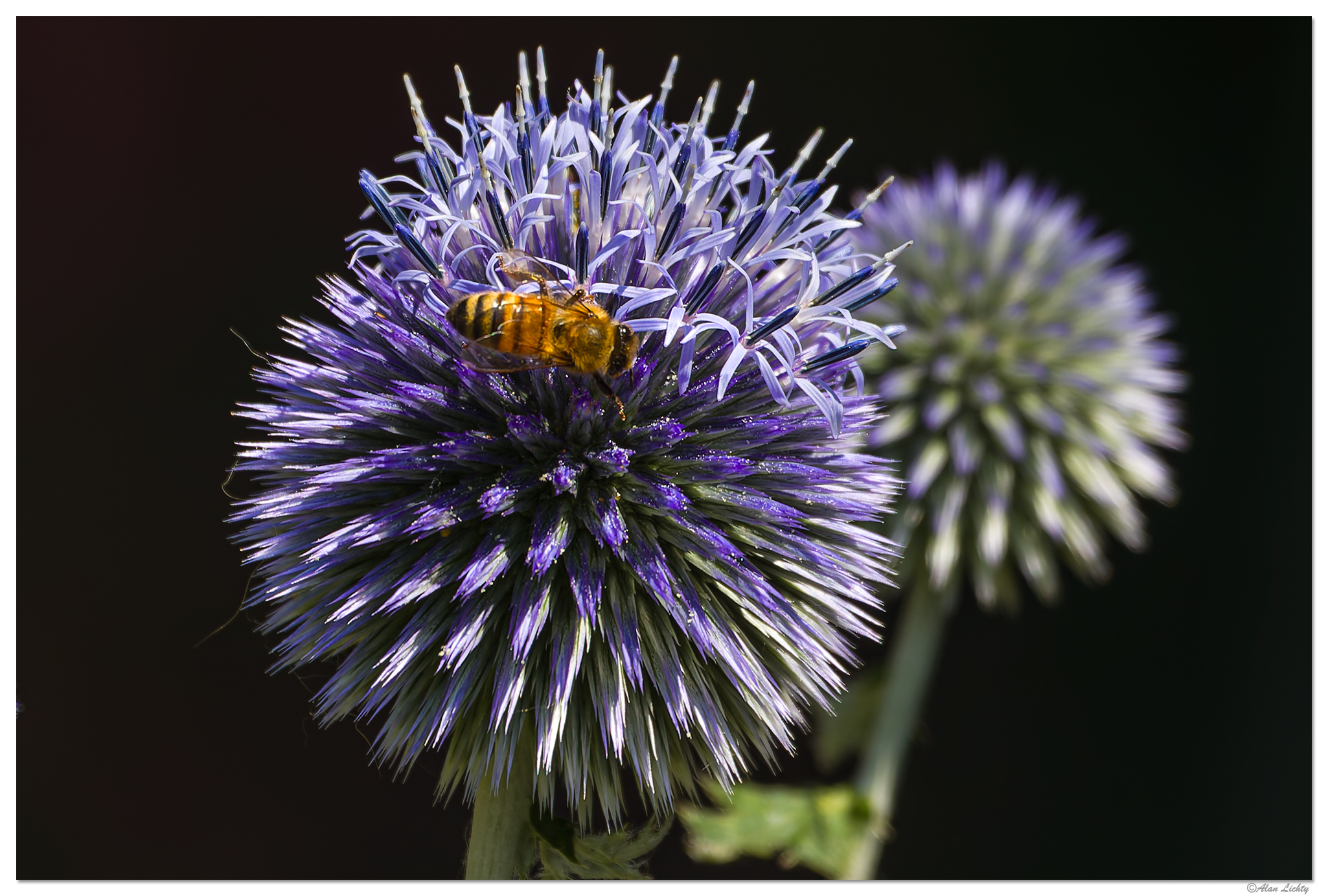 C5D4_BeeEchinops080224.jpg