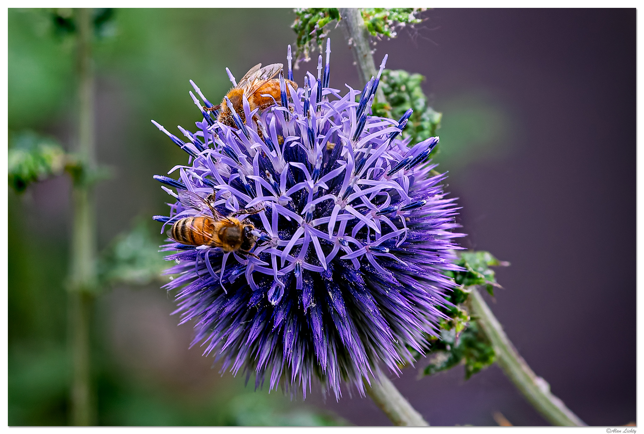 C5D4_BeesEchinops072021.jpg