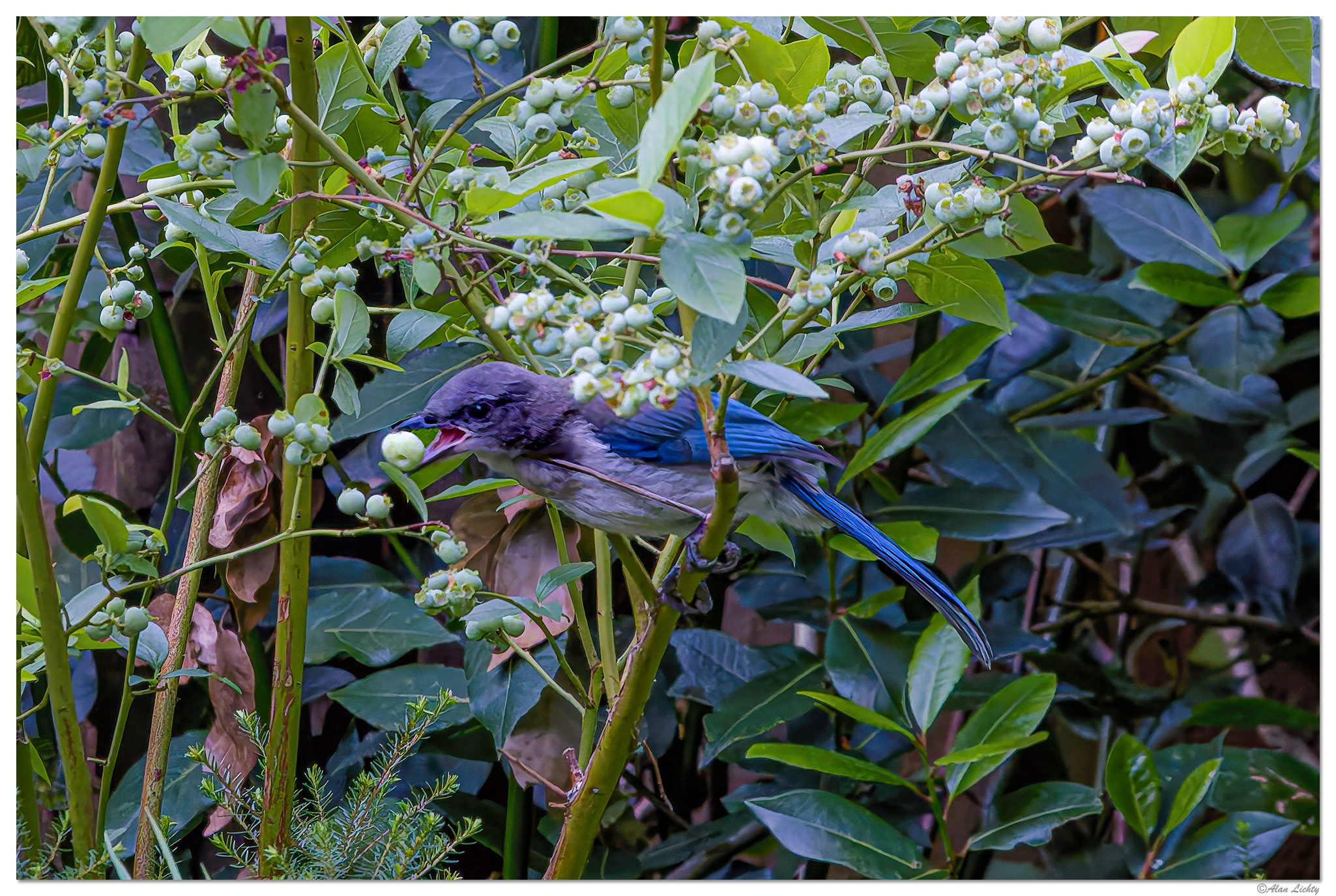 C5D4_BJThief061224-1.jpg