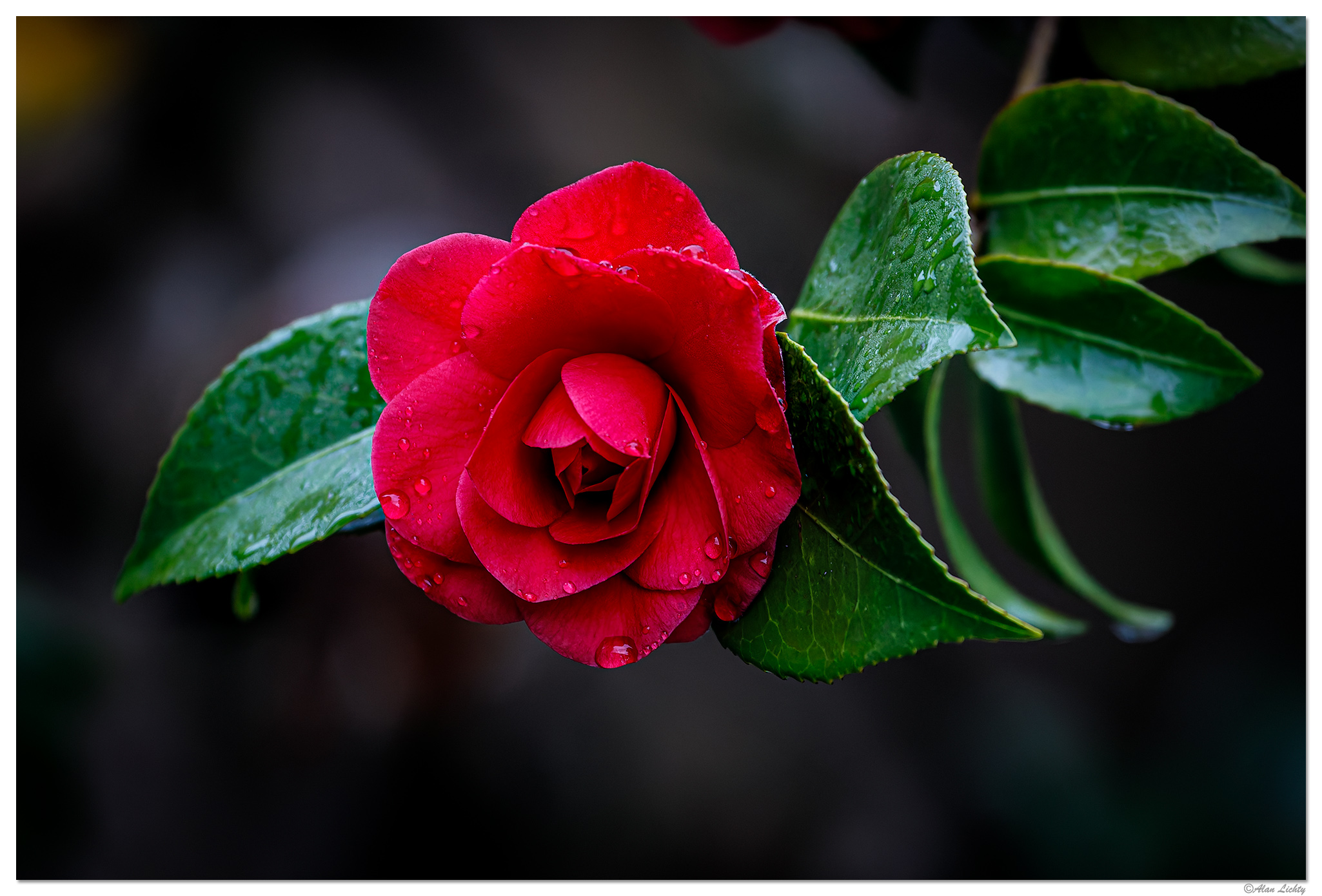 C5D4_Camellia032524.jpg