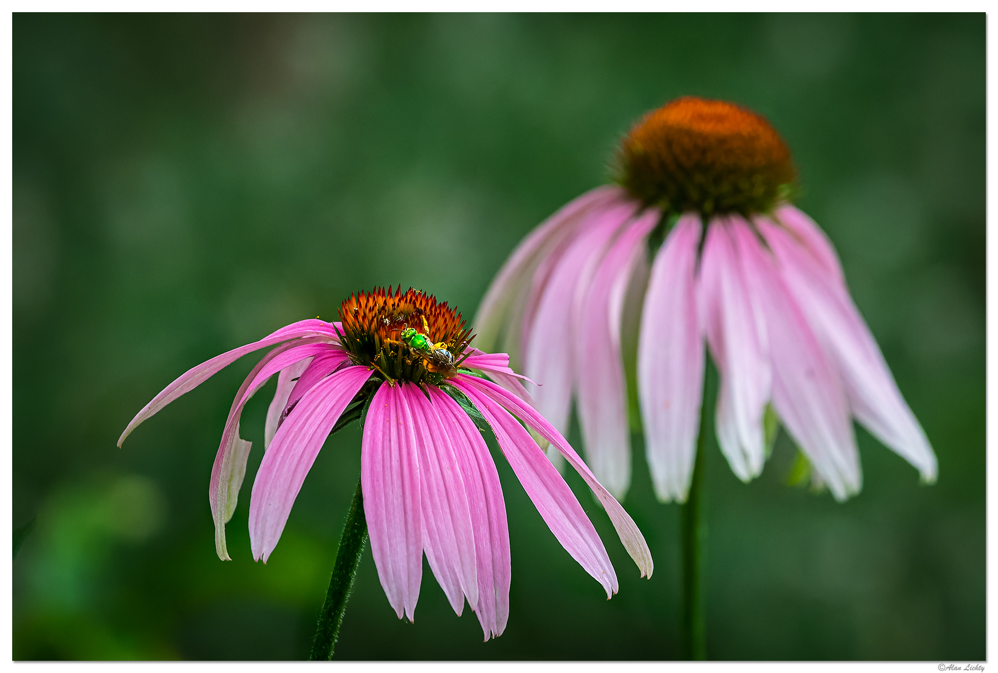 C5D4_ConeFlowerWasp072423.jpg