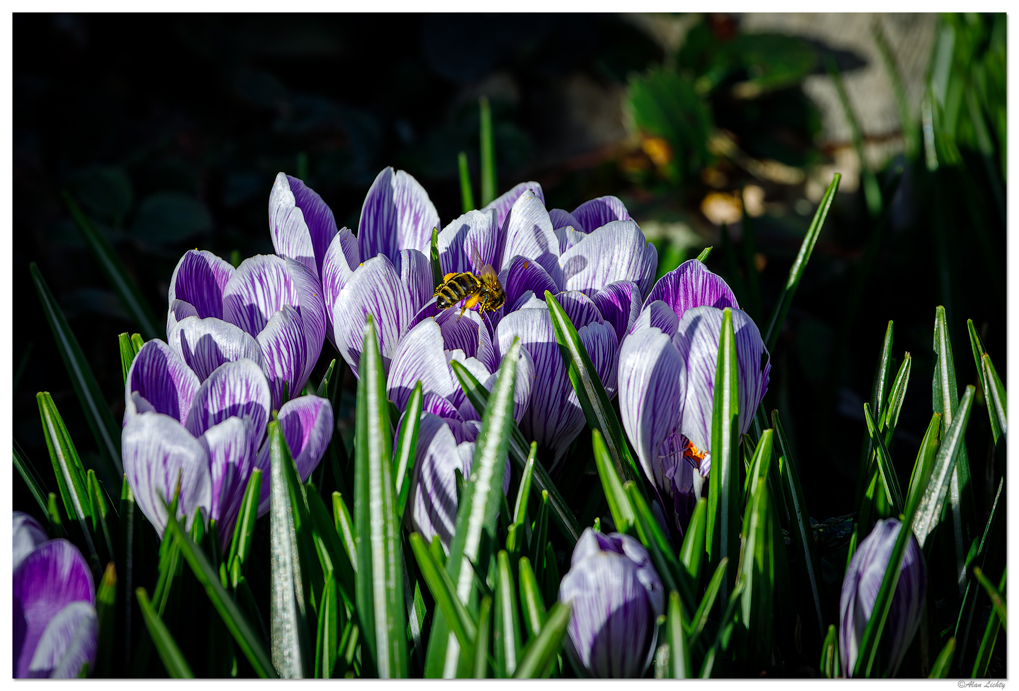 C5D4_CrocusBee022224.jpg