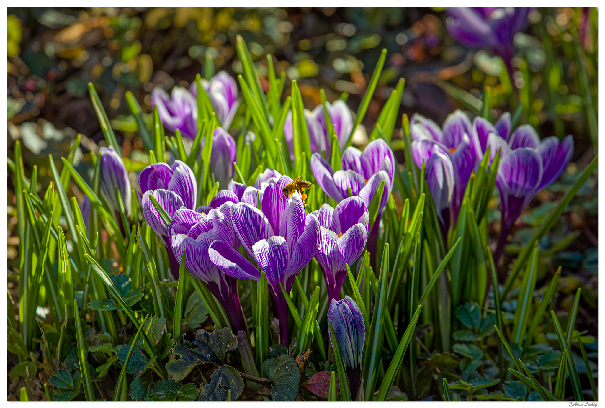 C5D4_CrocusBee2022224.jpg