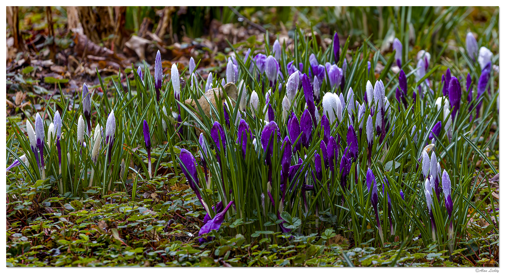C5D4_CrocusNoShow030224.jpg