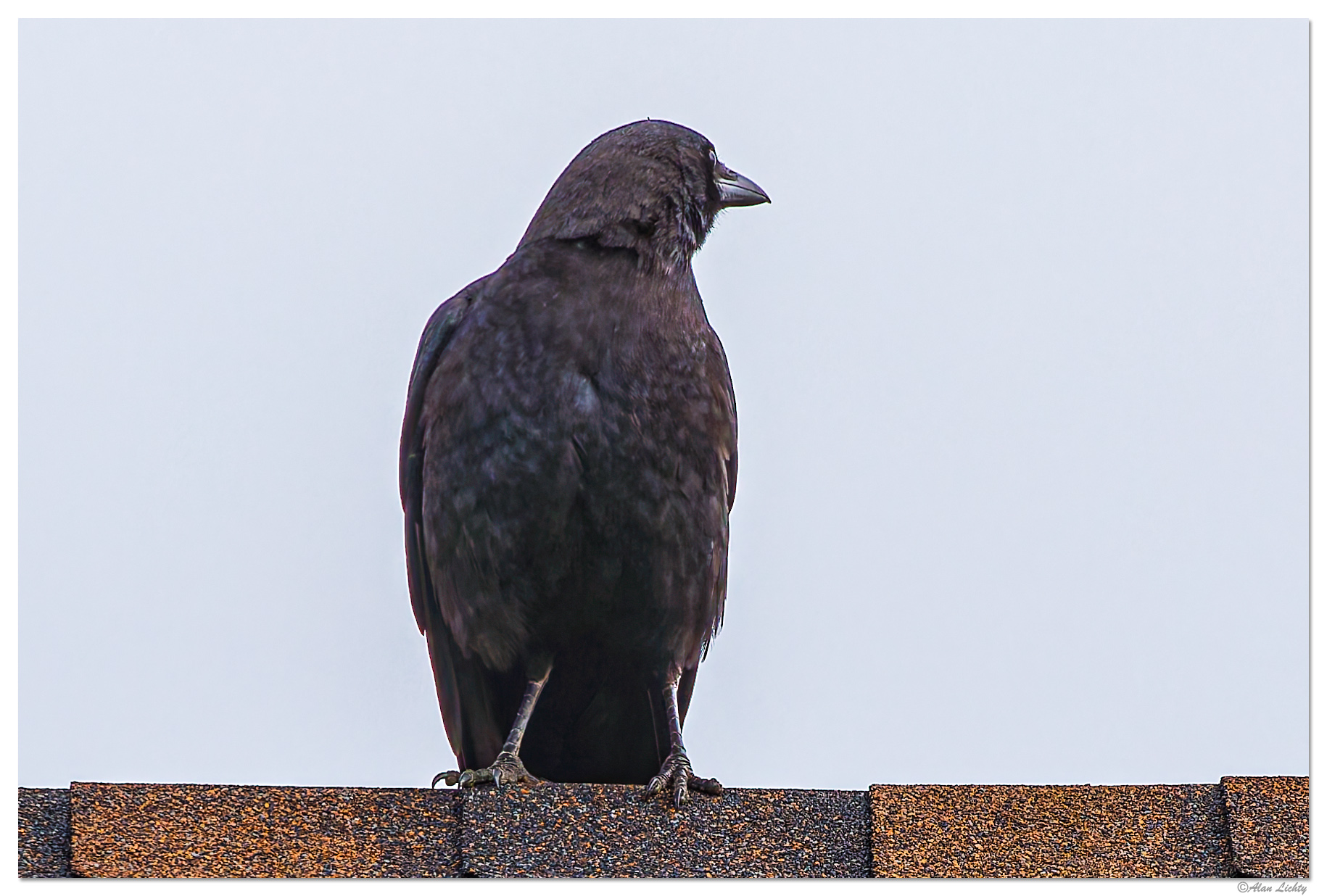 C5D4_Crow041224.jpg