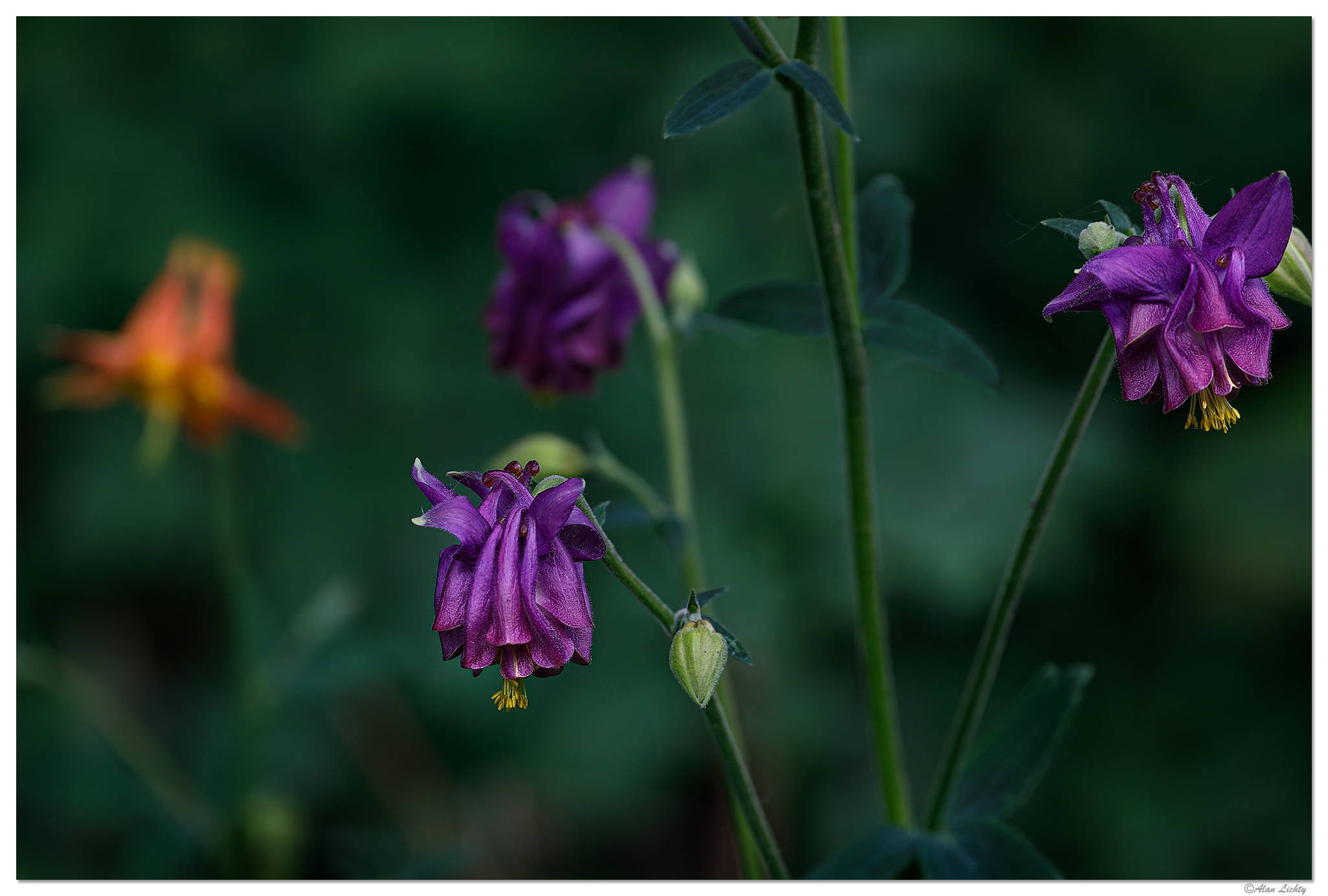 C5D4_DFColumbine051624.jpg