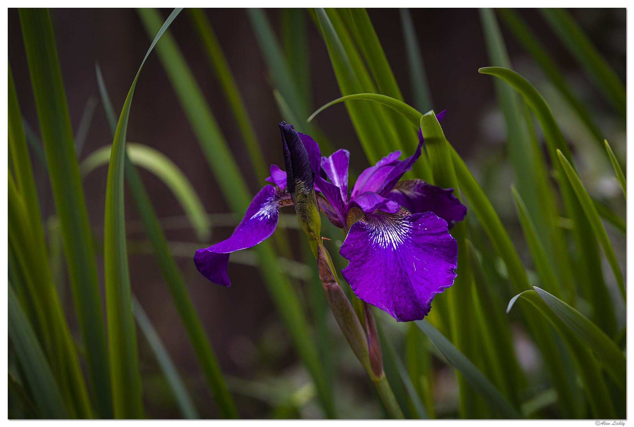 C5D4_EarlyIris051924.jpg