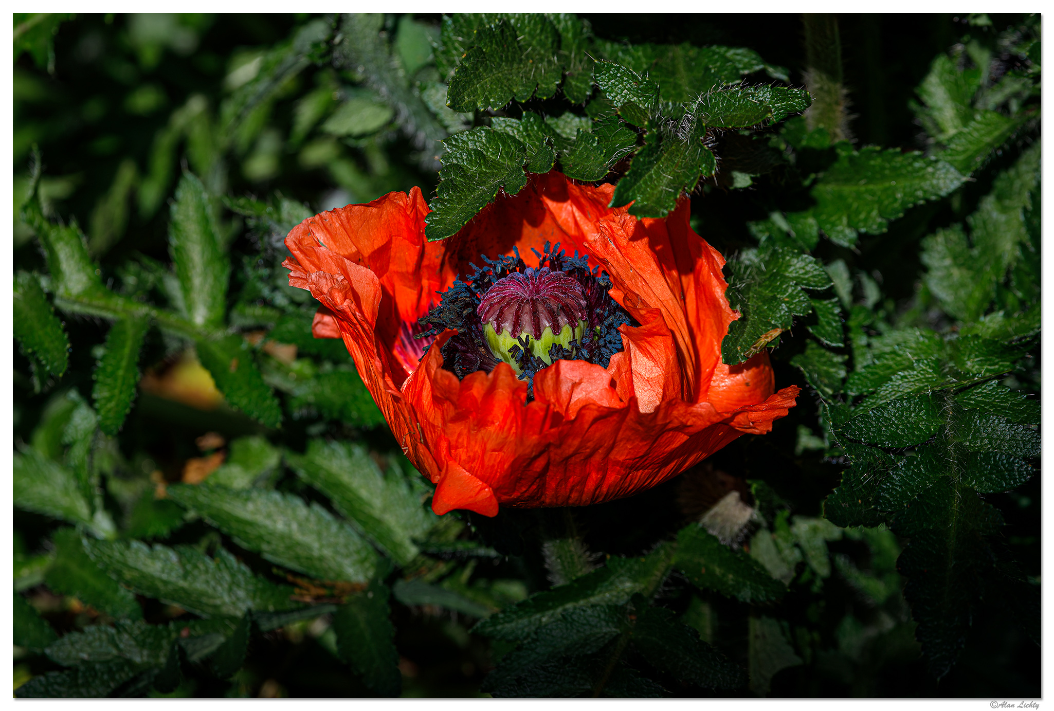 C5D4_EarlyPoppy050724.jpg