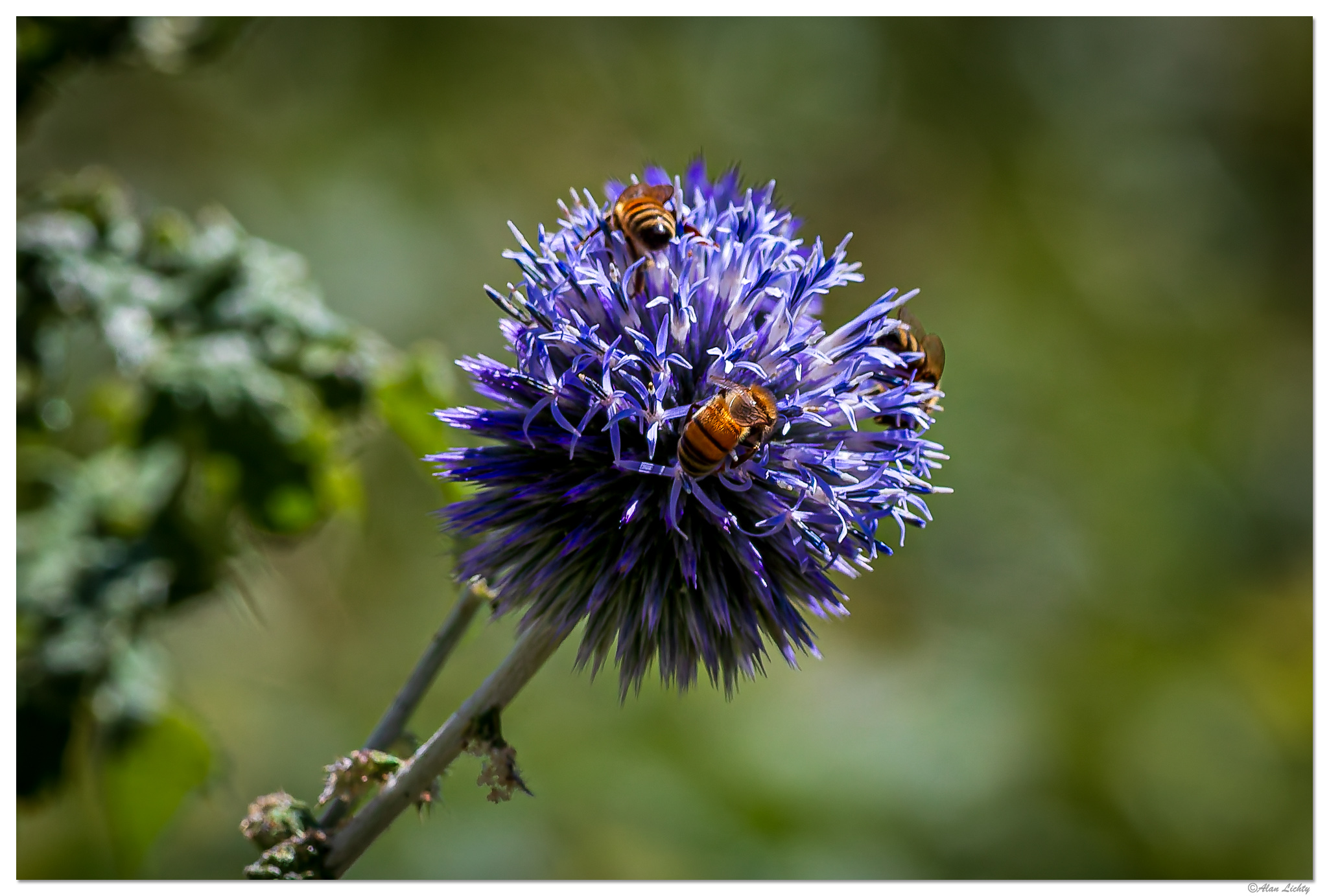 C5D4_EchinopsBees072723.jpg