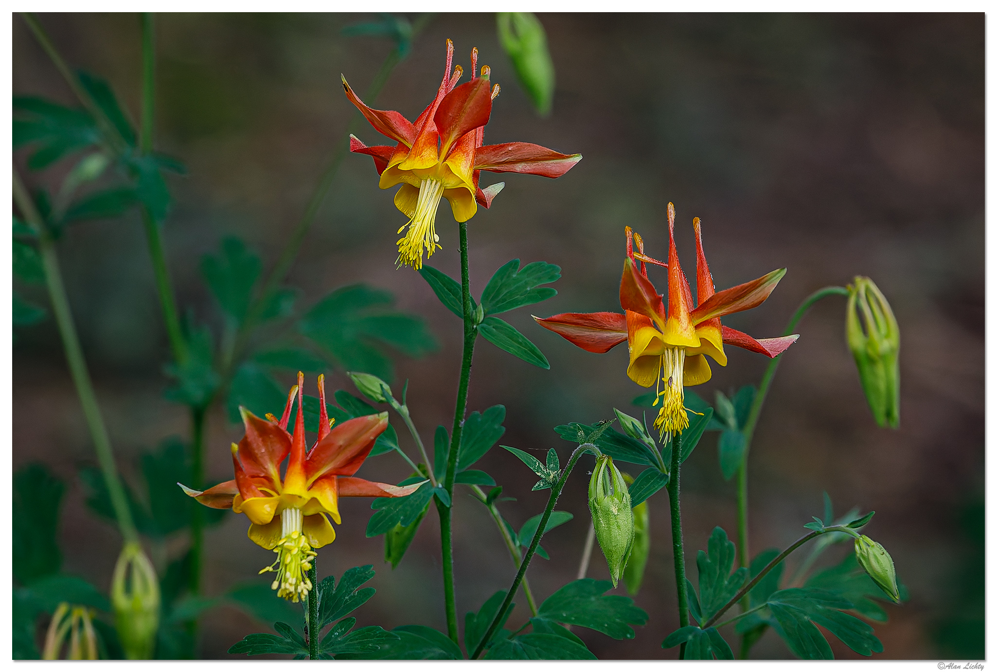 C5D4_FCColumbine051624.jpg