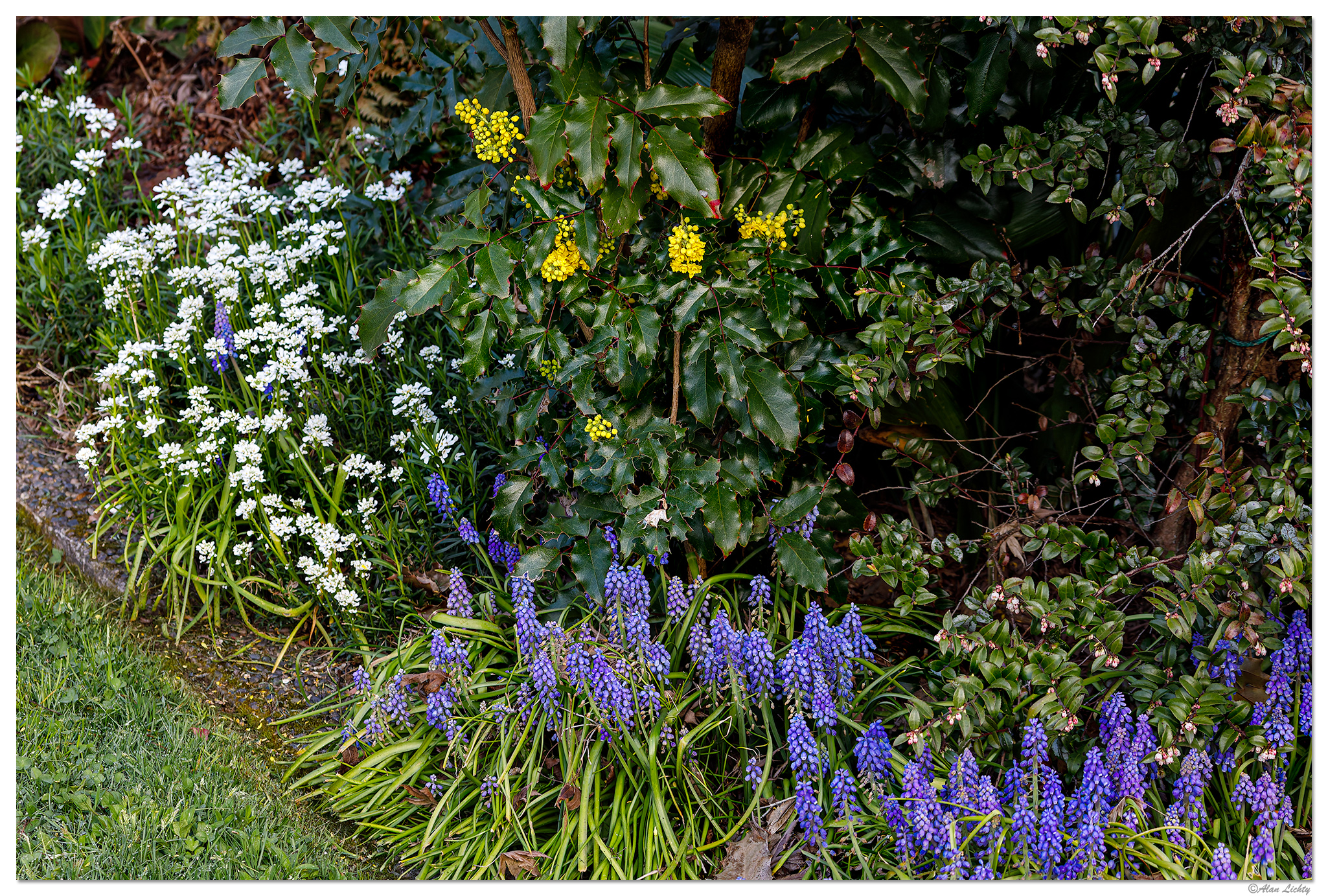 C5D4_GrapeHyacinthPlus031824.jpg