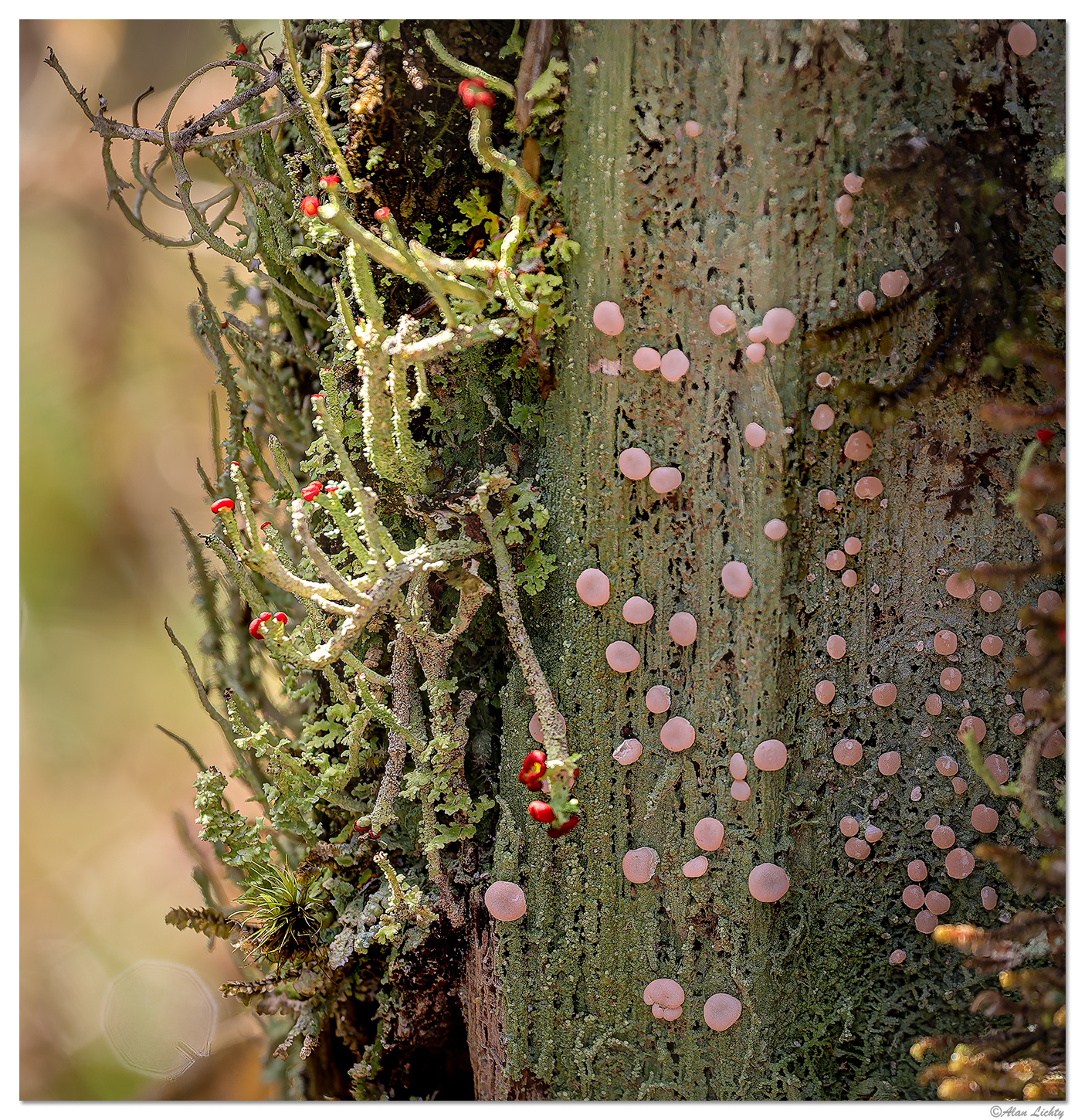 C5D4_HohFungi031718.jpg