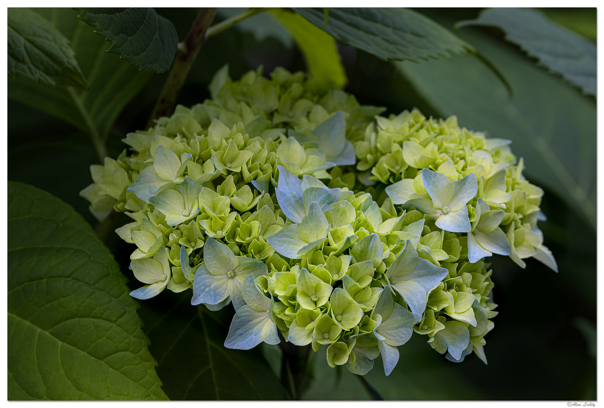C5D4_Hyacinth-1061224.jpg