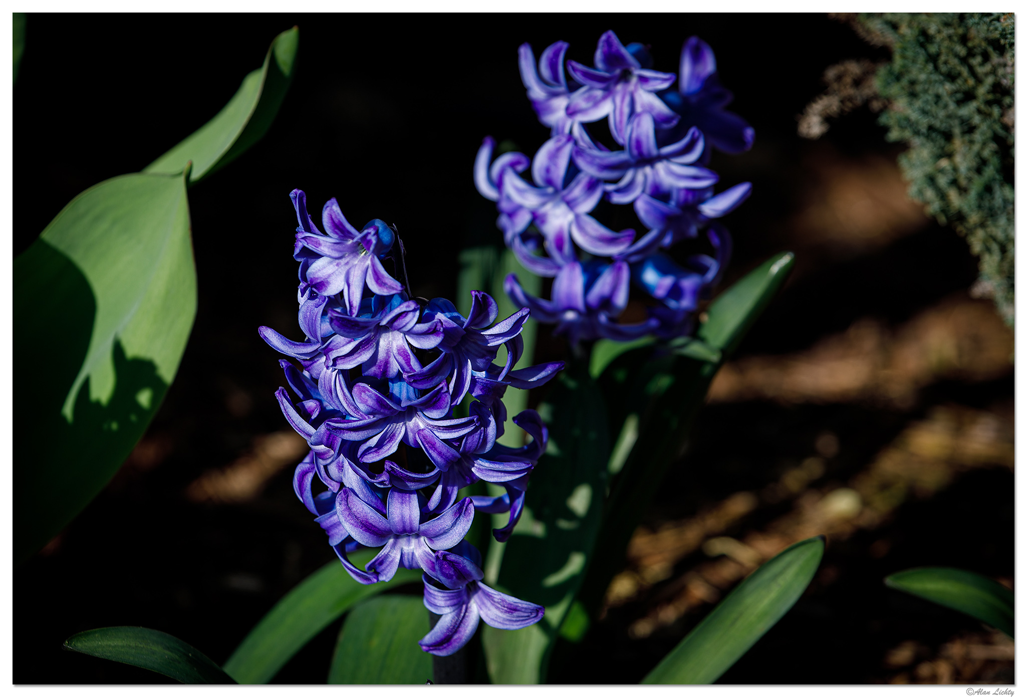 C5D4_Hyacinth031824.jpg