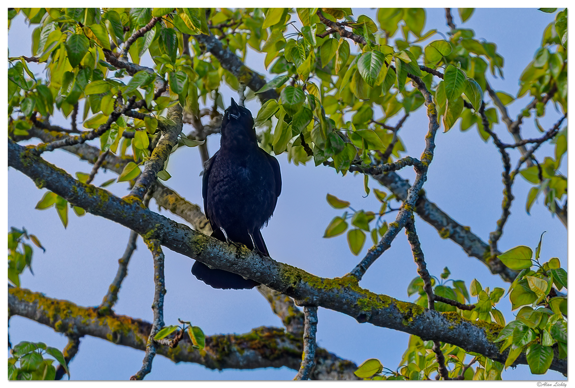 C5D4_PoplarCrow033124.jpg