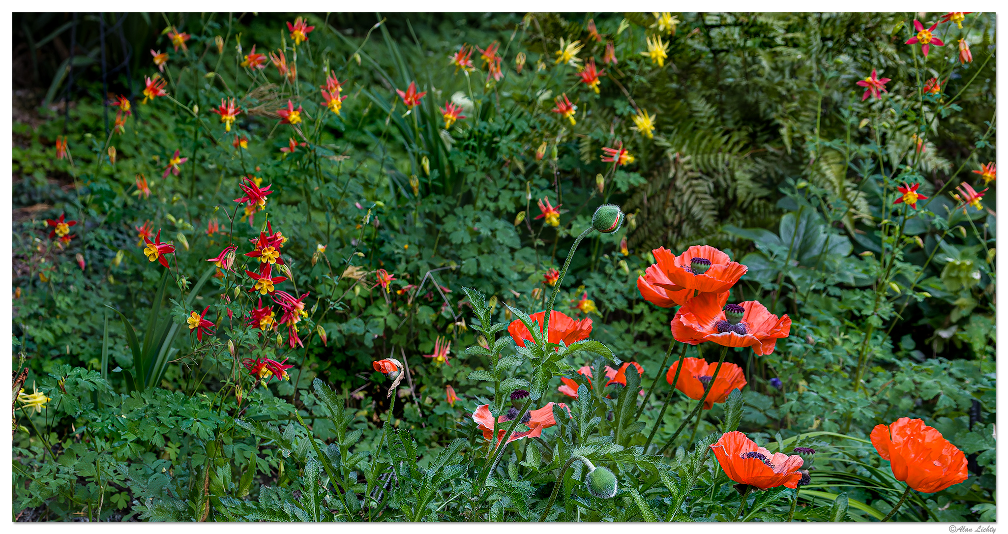 C5D4_PoppiesFireworks060124.jpg