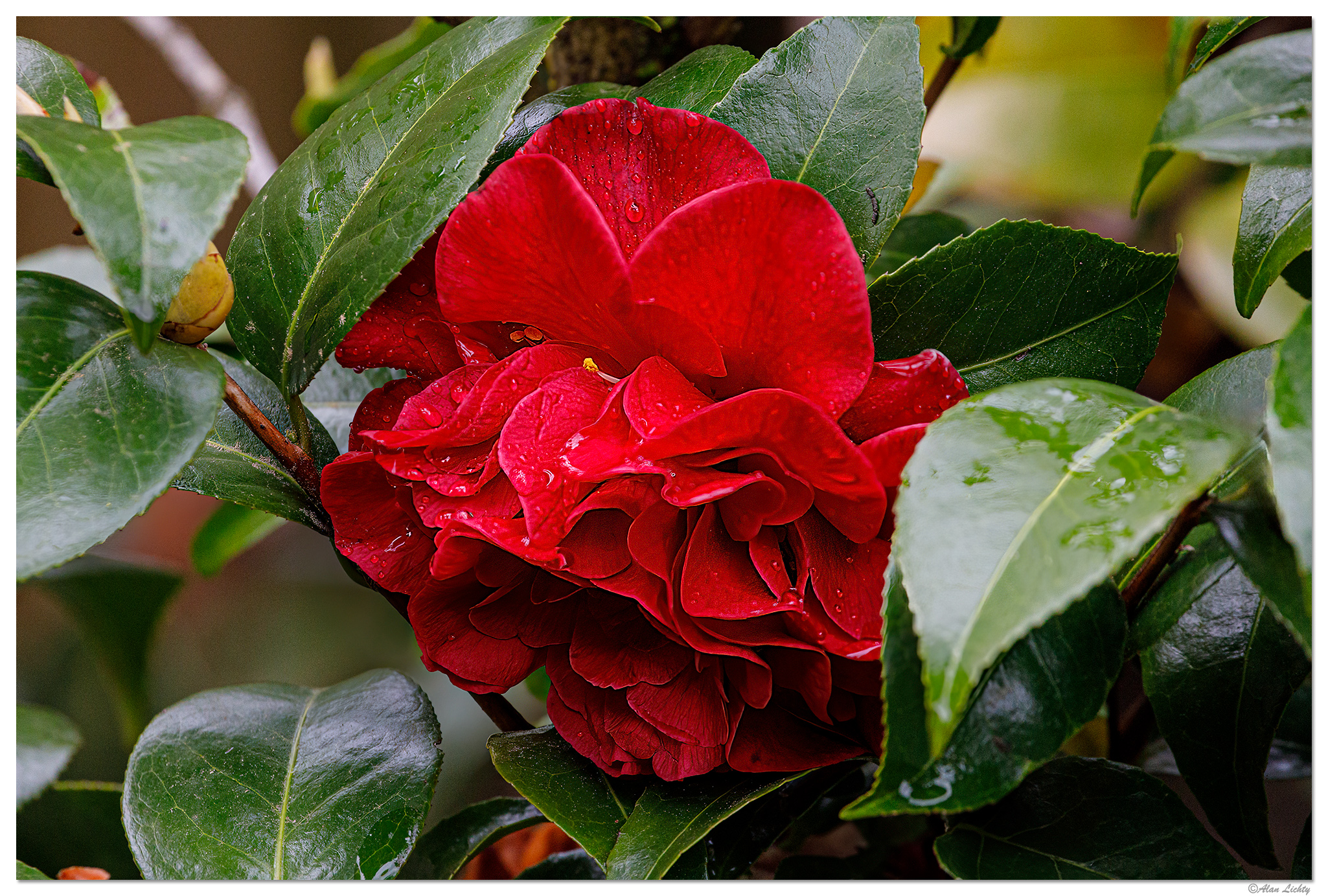 C5D4_RainyCamelia042724.jpg