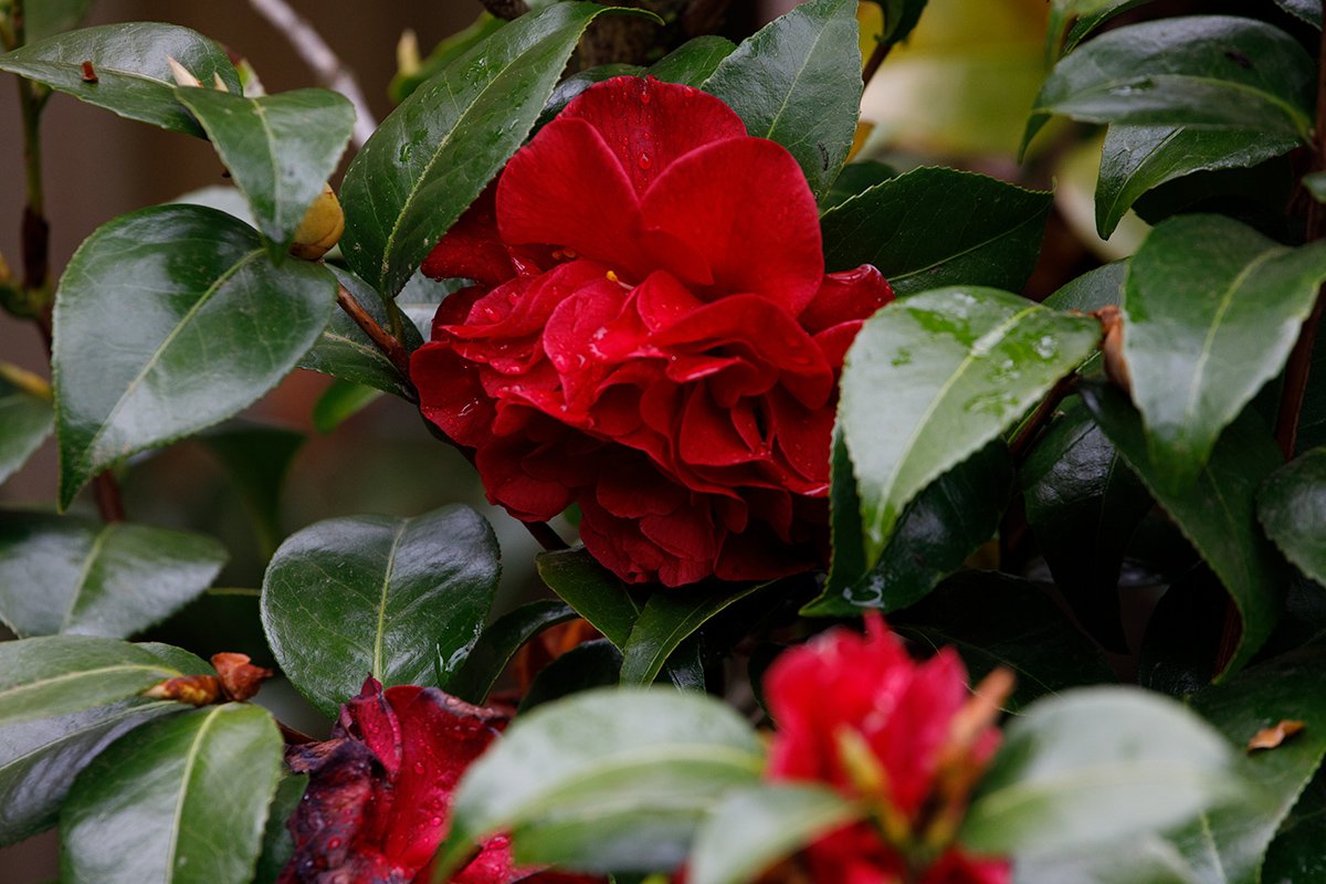 C5D4_RainyCamelia042724-original.jpg