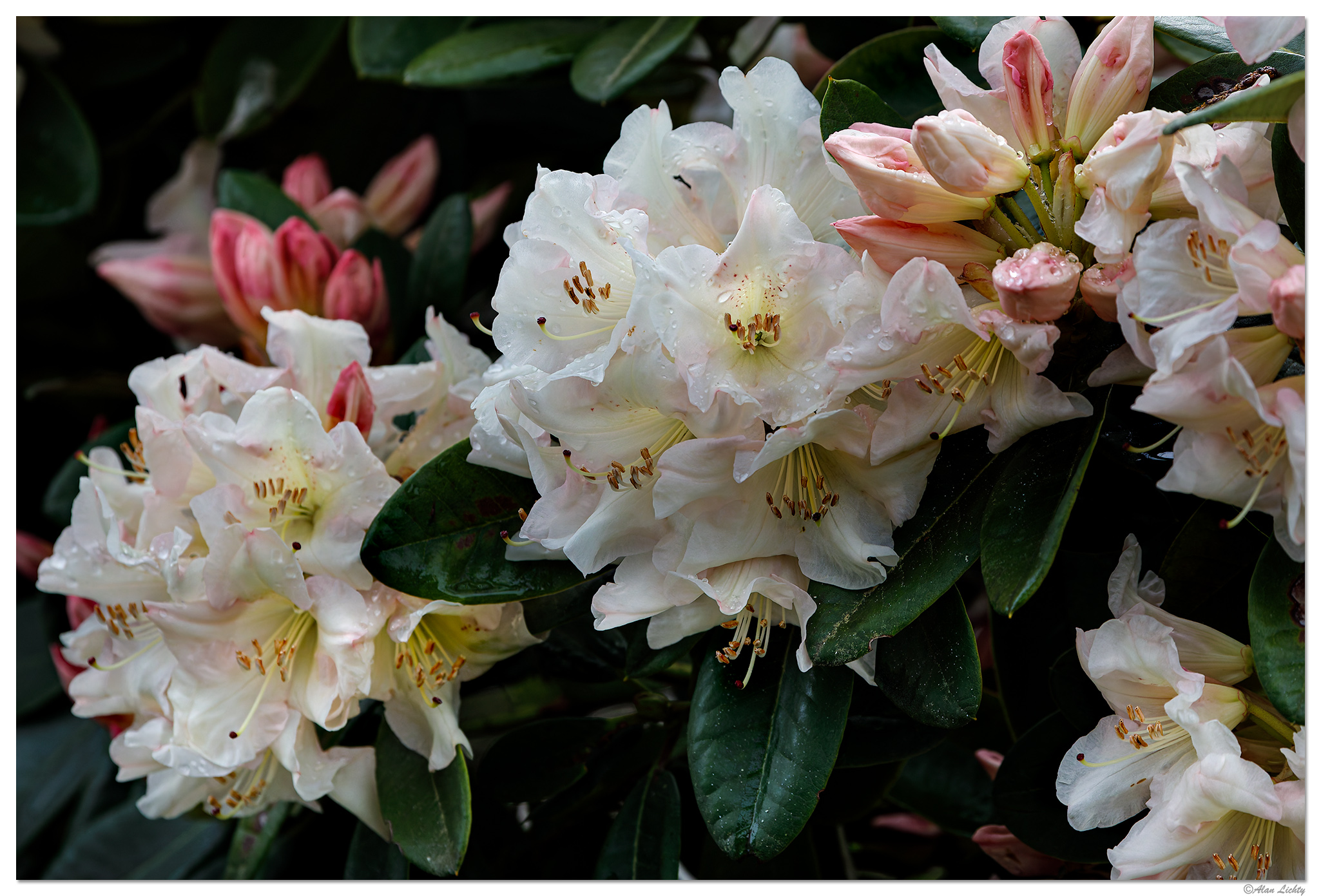 C5D4_RainyRhodie041224.jpg