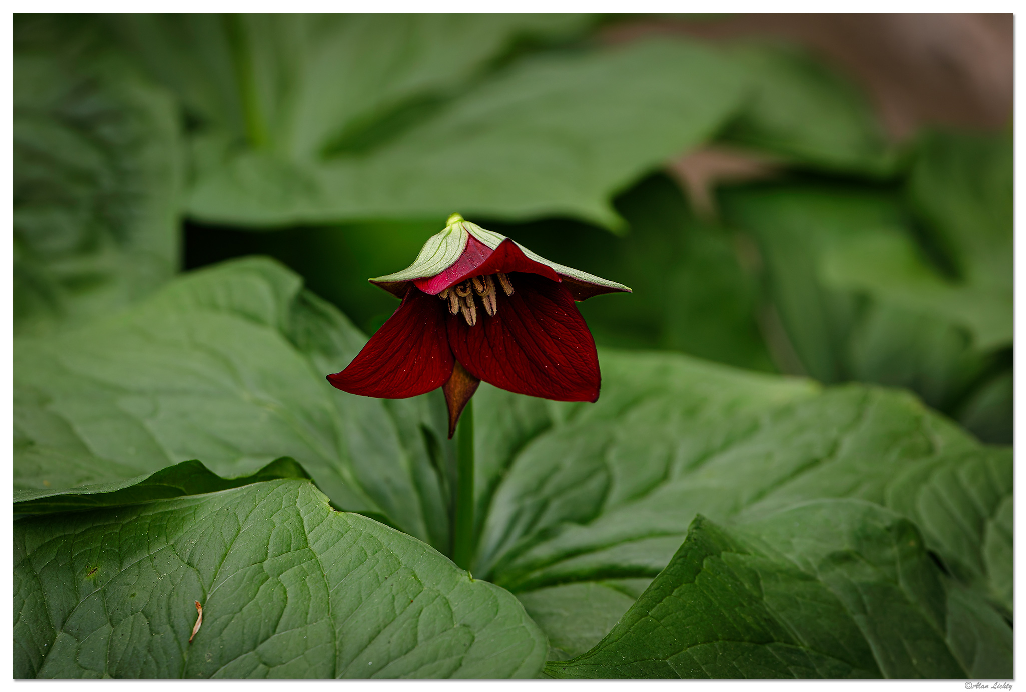 C5D4_RedTrillium042624-2.jpg