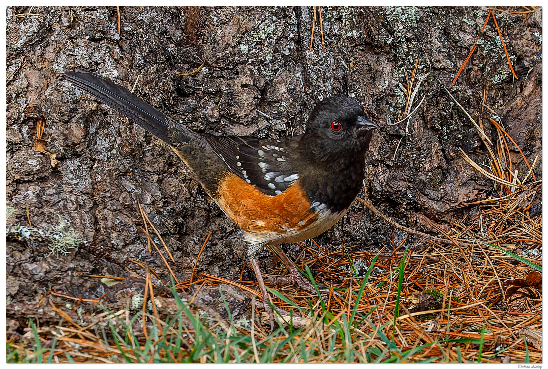 C5D4_RufousSidedTowee120921.jpg