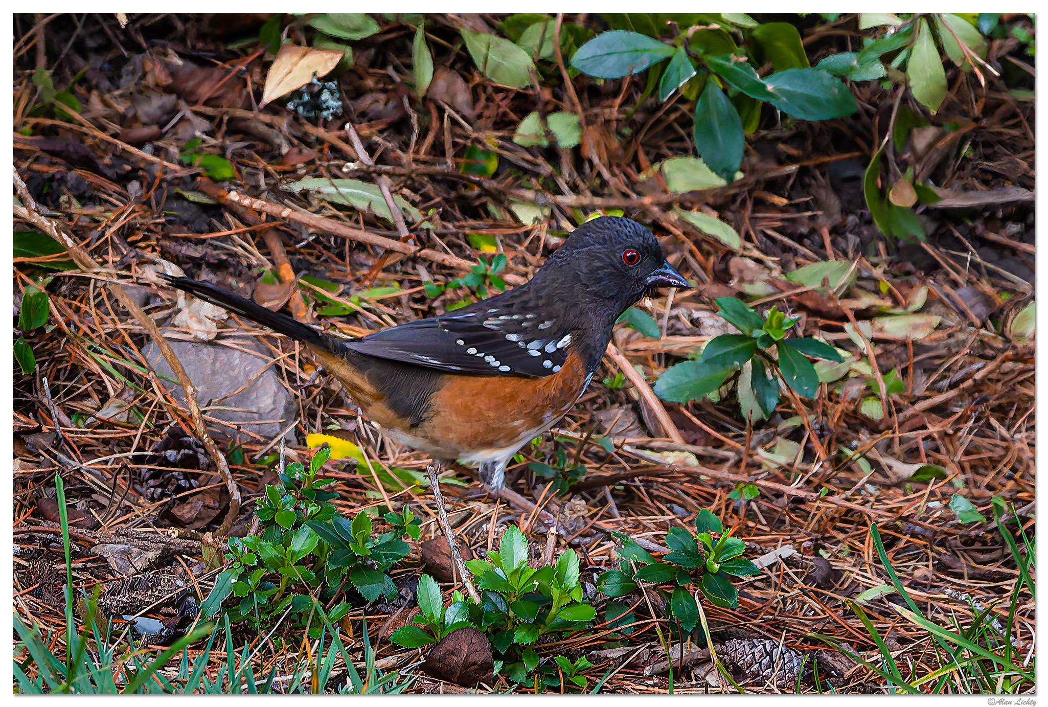 C5D4_RufousSidedTowhee.jpg