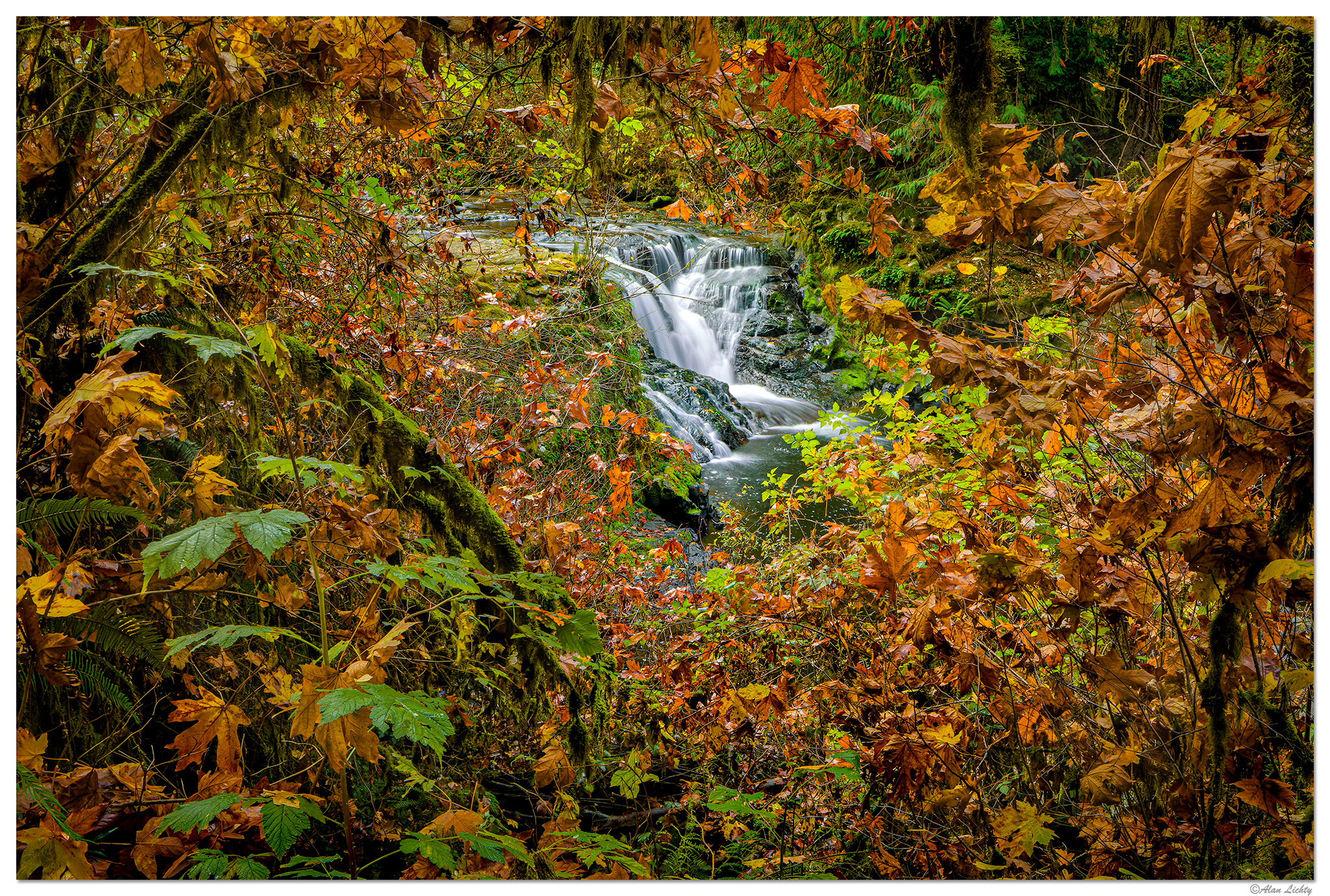 C5D4_SweetCreekLeafFrame111318.jpg