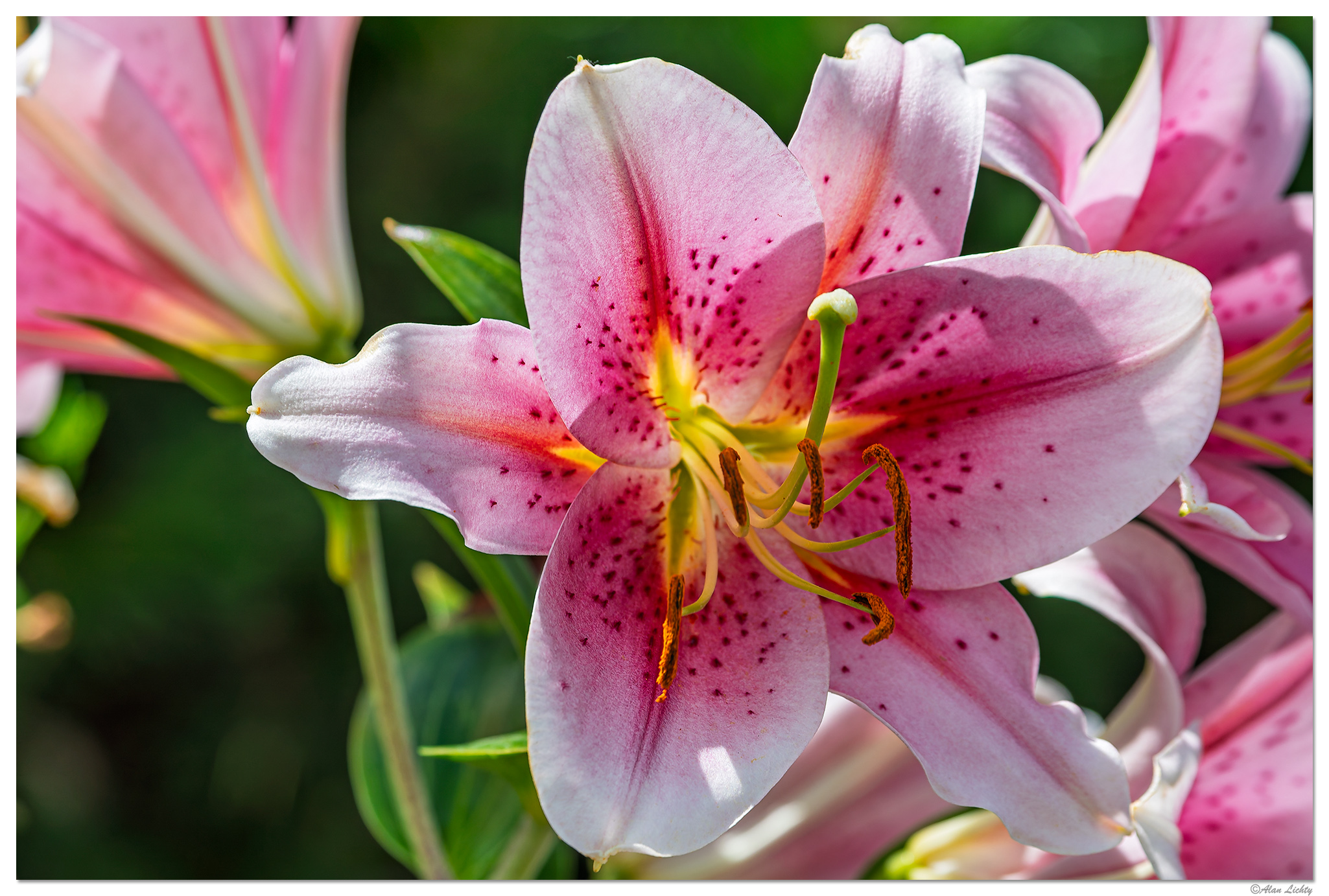 C5D4_TigerLily073024.jpg