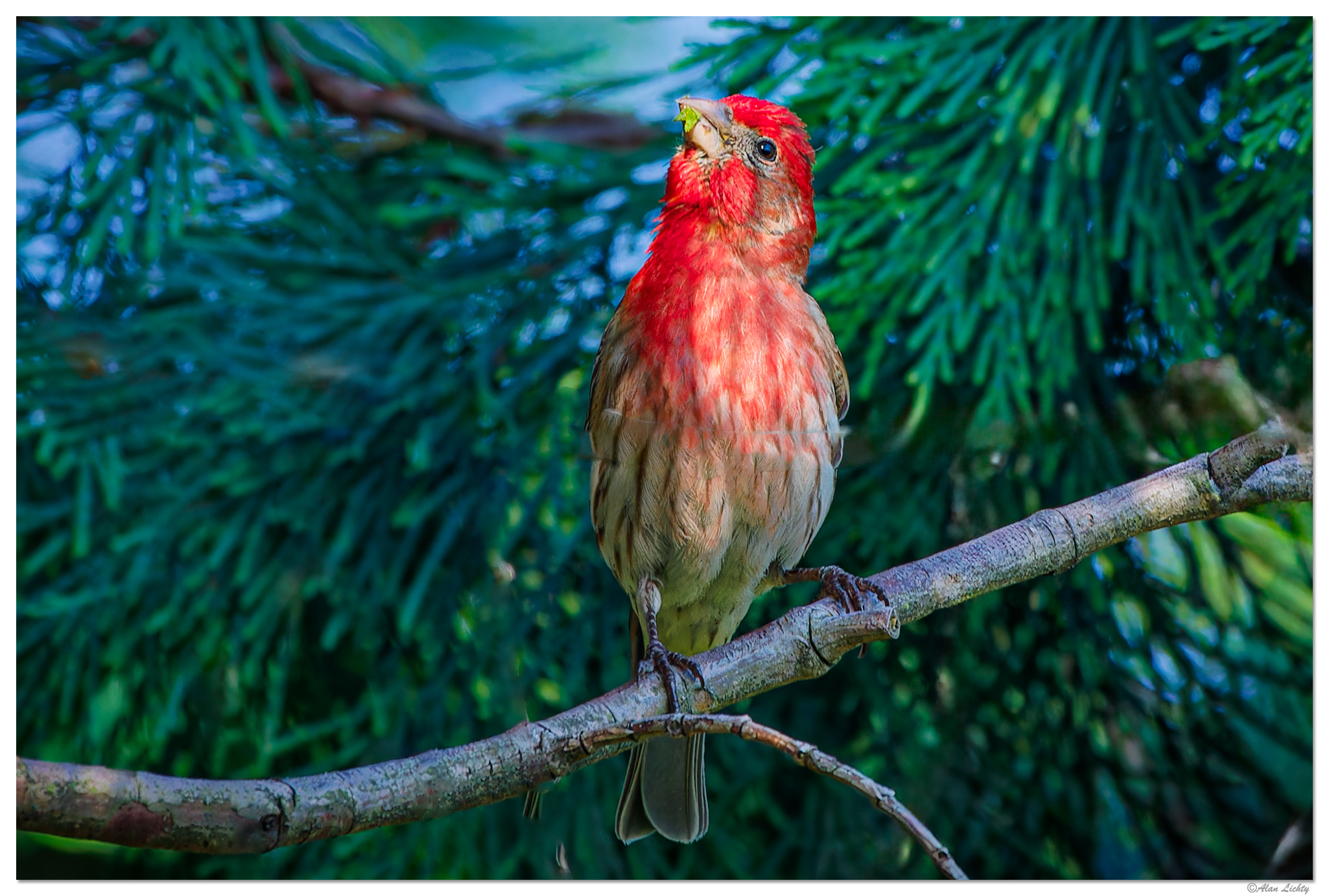 c5D4_WW-Finch073021.jpg