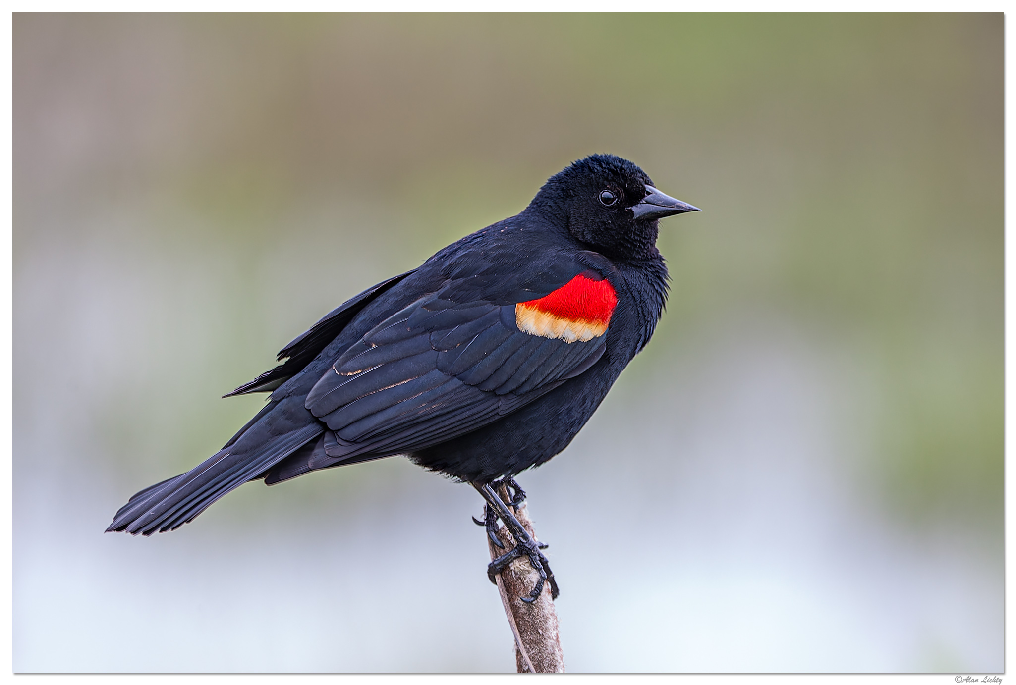 C5D_RWR-RedwingBBird051008.jpg