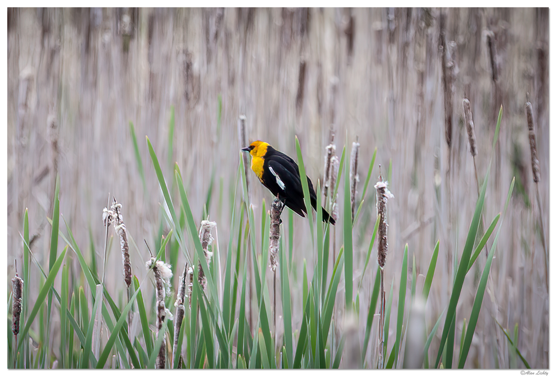 C5D_YellowHBB051008.jpg