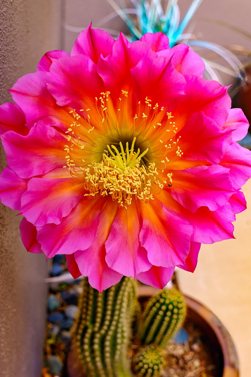 cactus flower.jpg