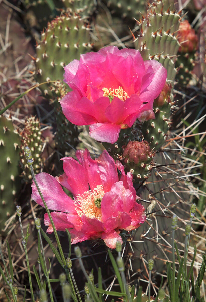 cactus flowers.jpg