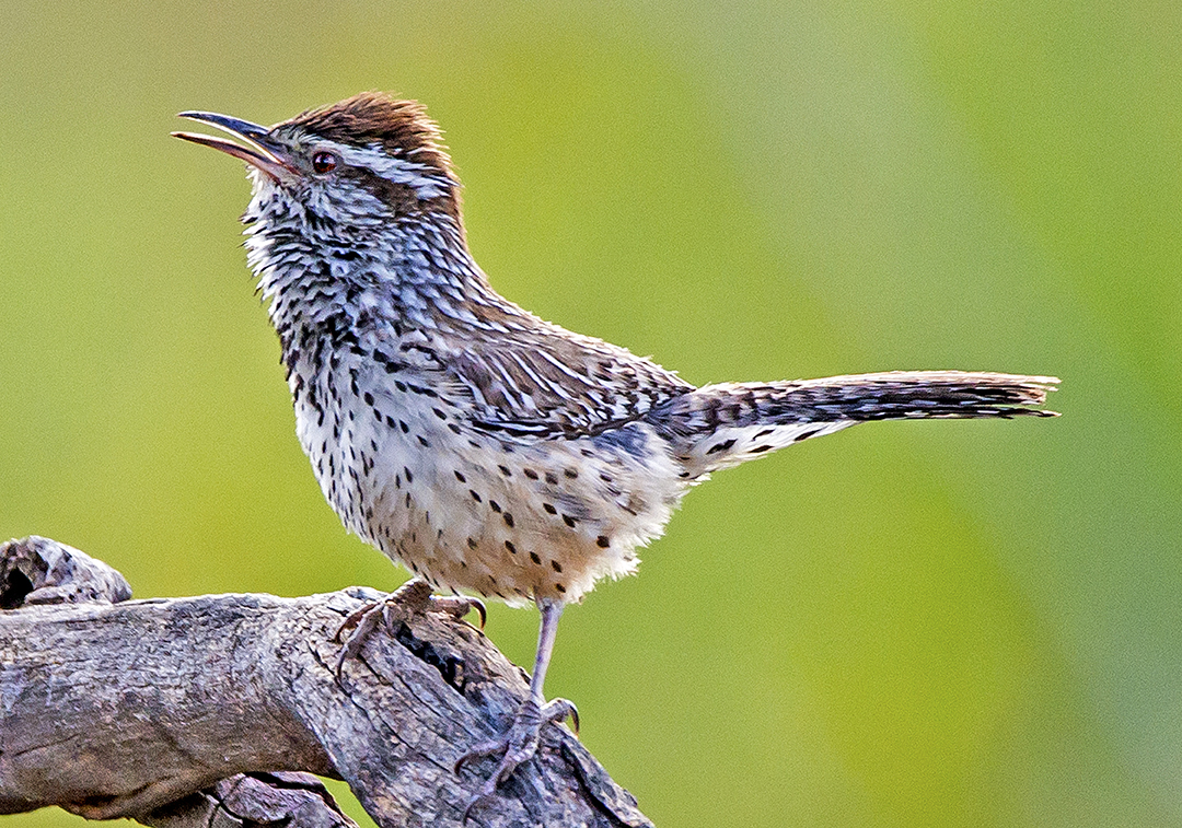 Cactus Wren (1 of 1)-7.jpg