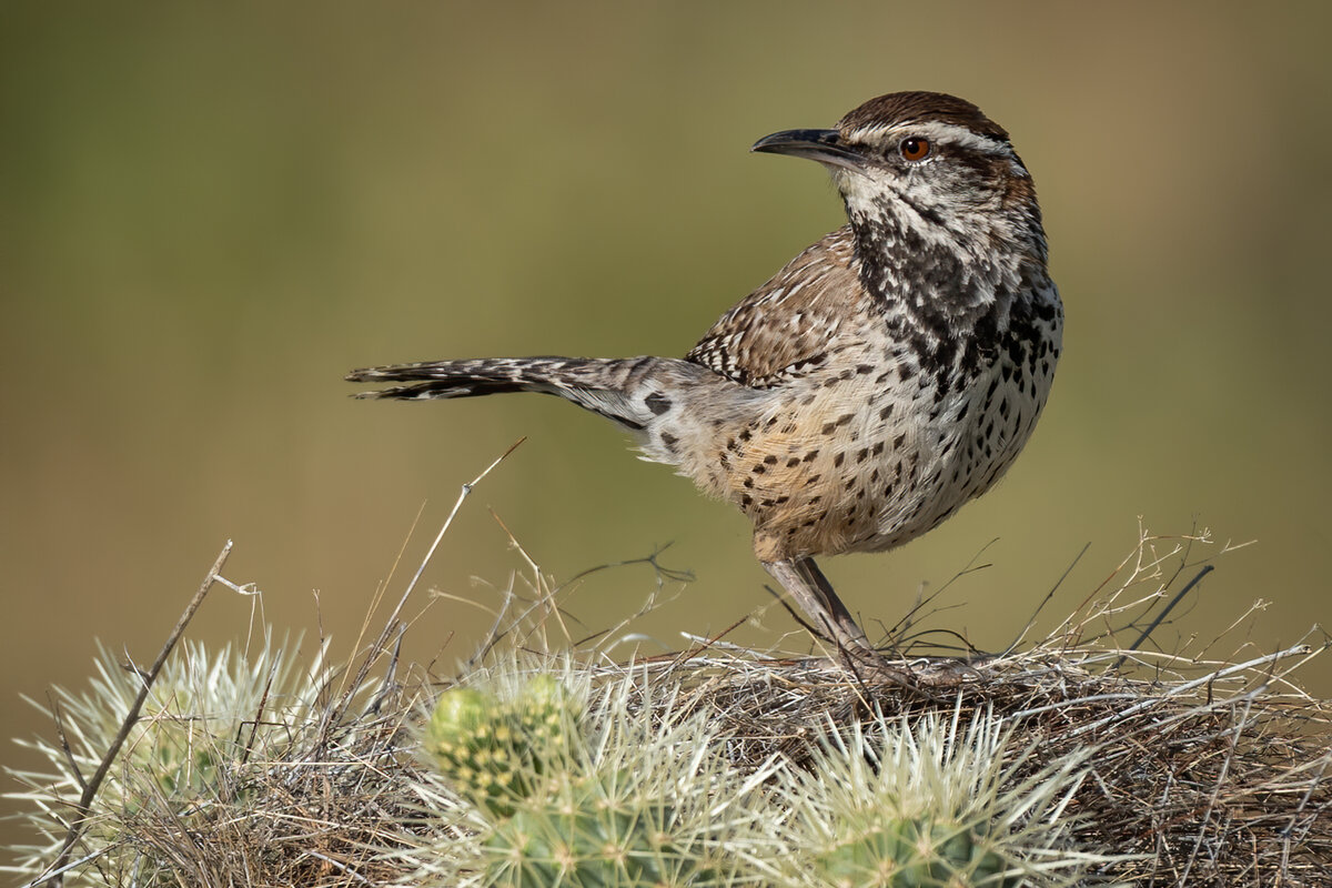 Cactus Wren-3475-Edit.jpg