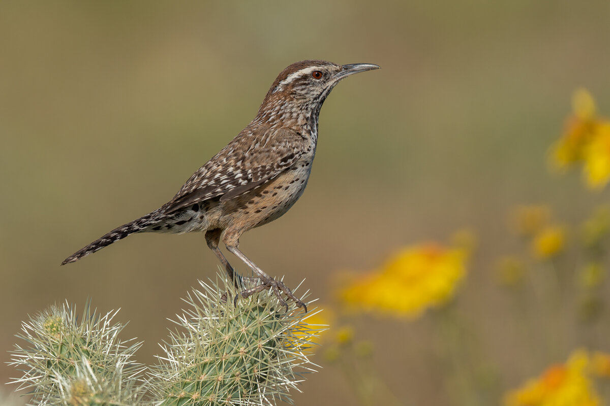 Cactus Wren-3530-Edit.jpg