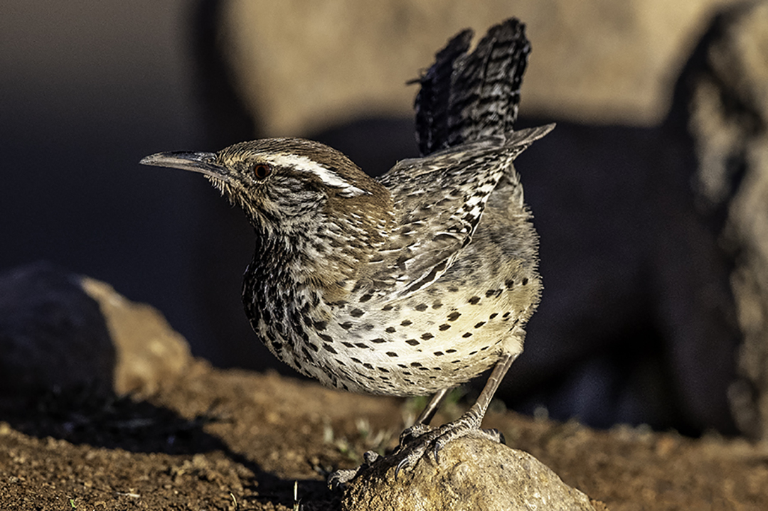 Cactus Wren II.jpg