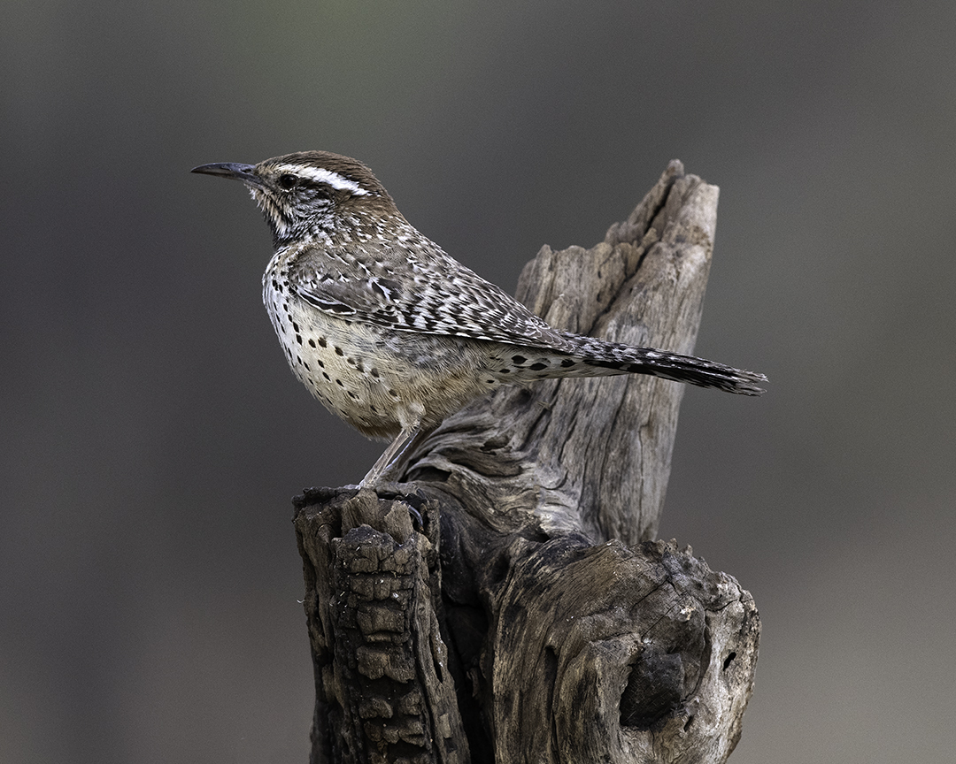 Cactus Wren X.jpg