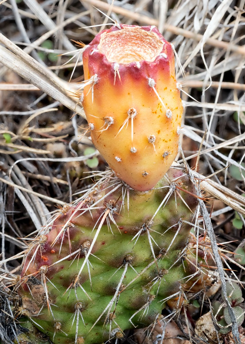 cactus1retouchedSharpNik.jpg