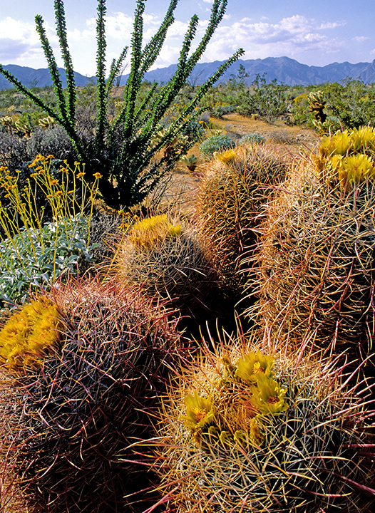 california barrel cactus II.jpg