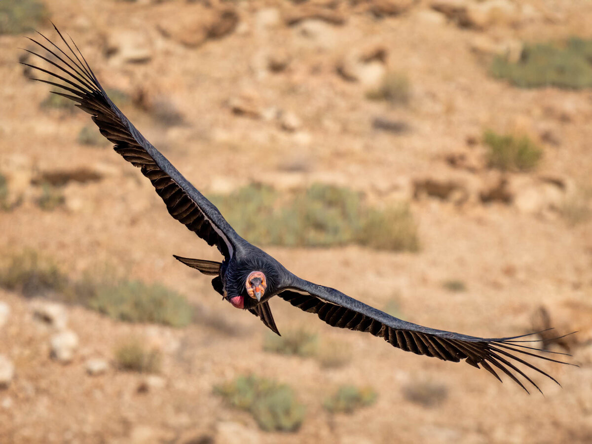 California condor-01271-Edit.jpg