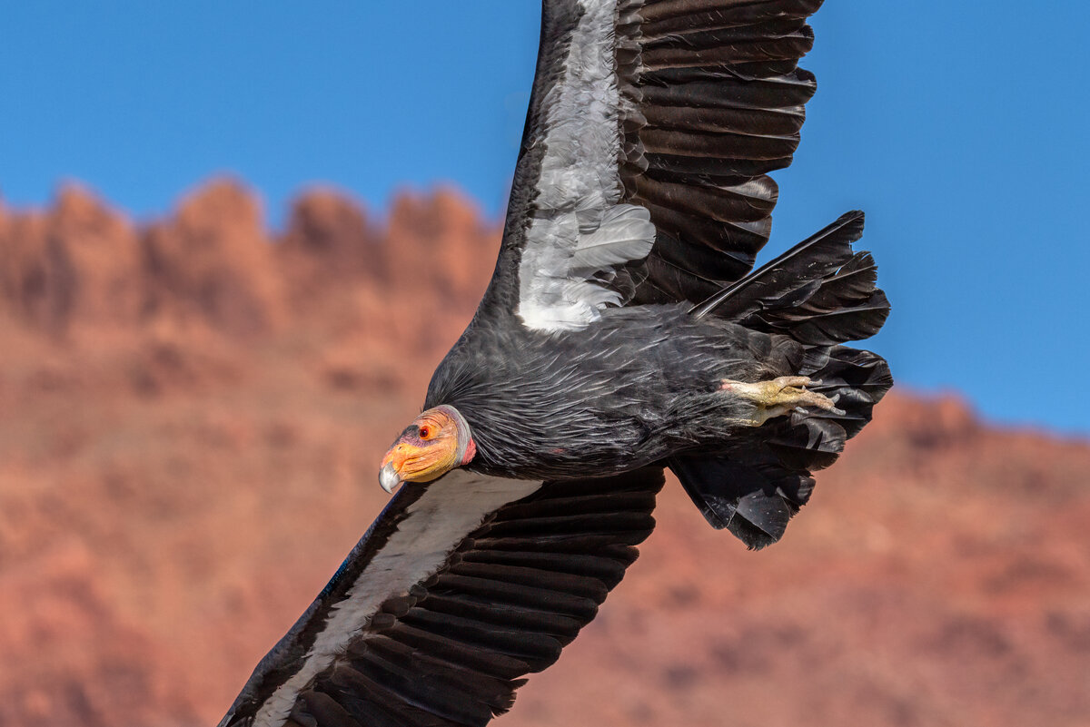 California condor-03379-Edit-2.jpg